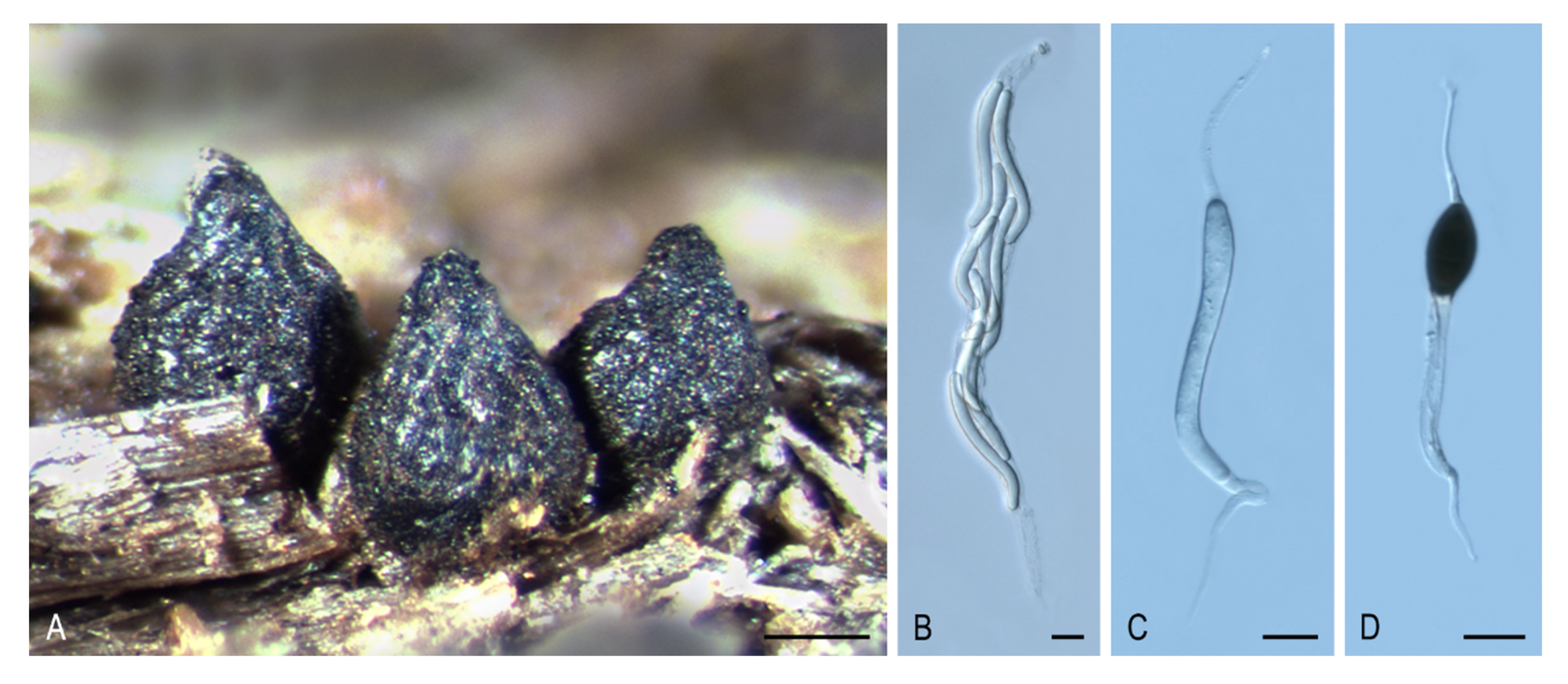 Microorganisms 08 01430 g003