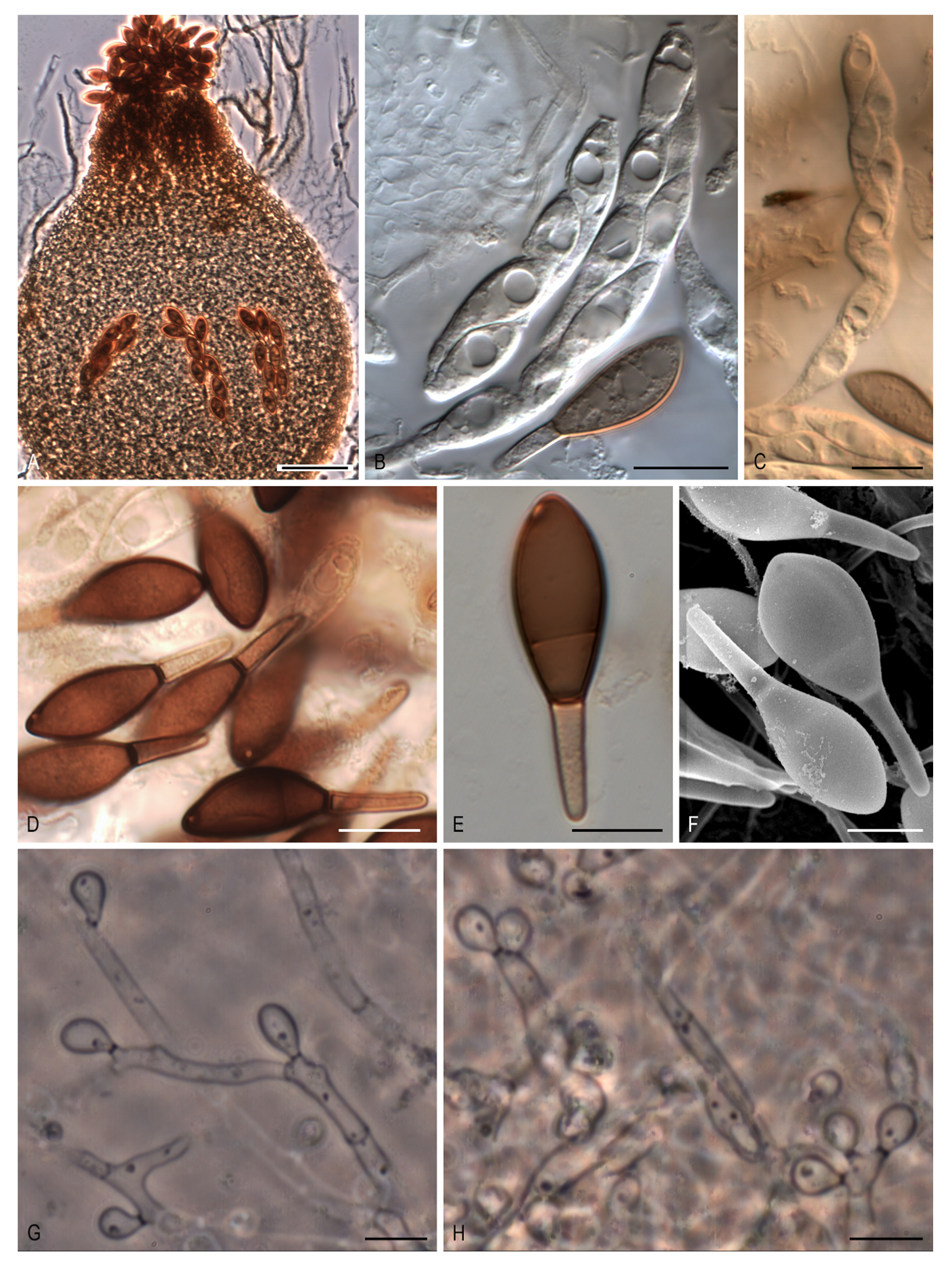 Microorganisms 08 01430 g004