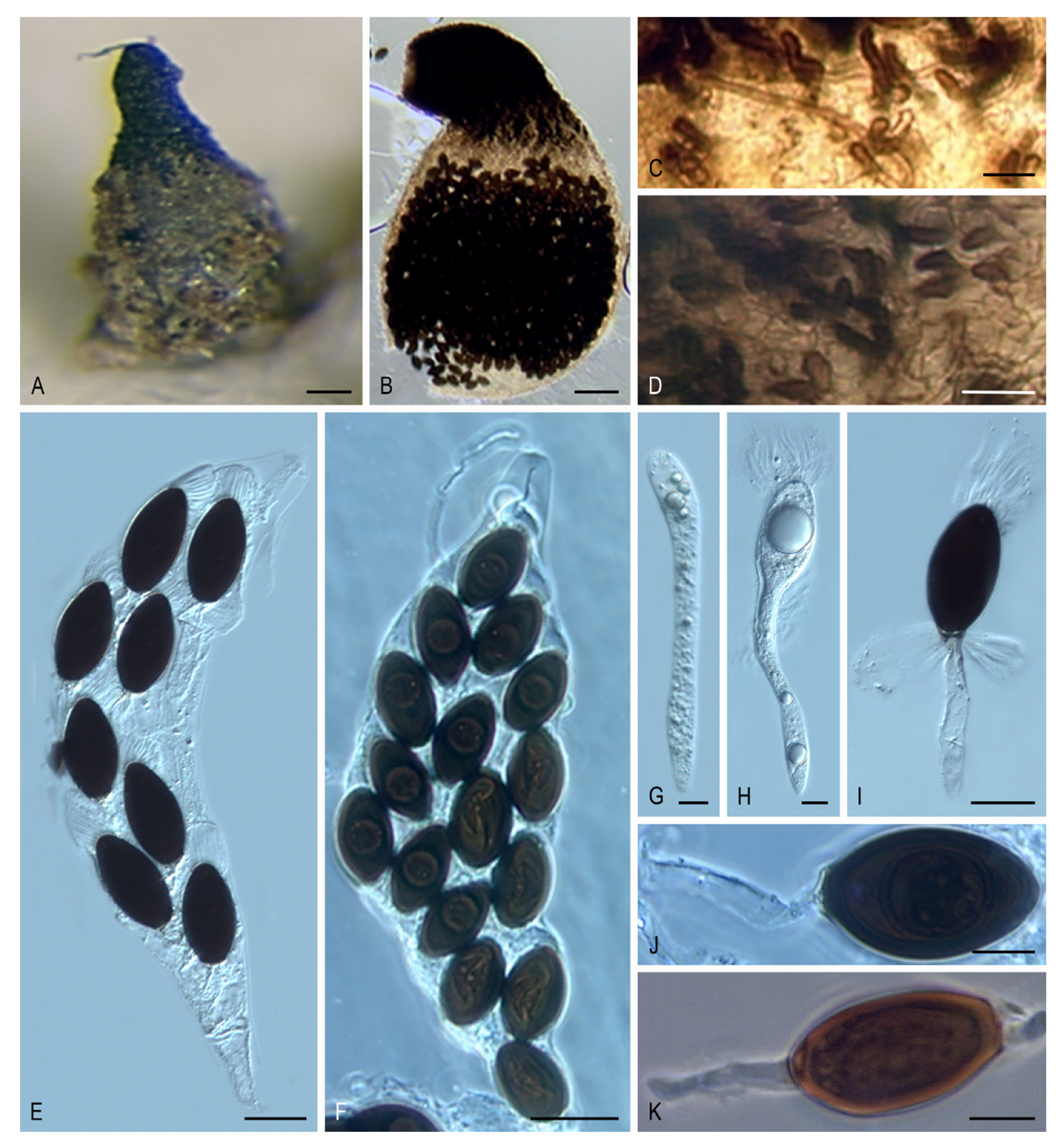 Microorganisms 08 01430 g005