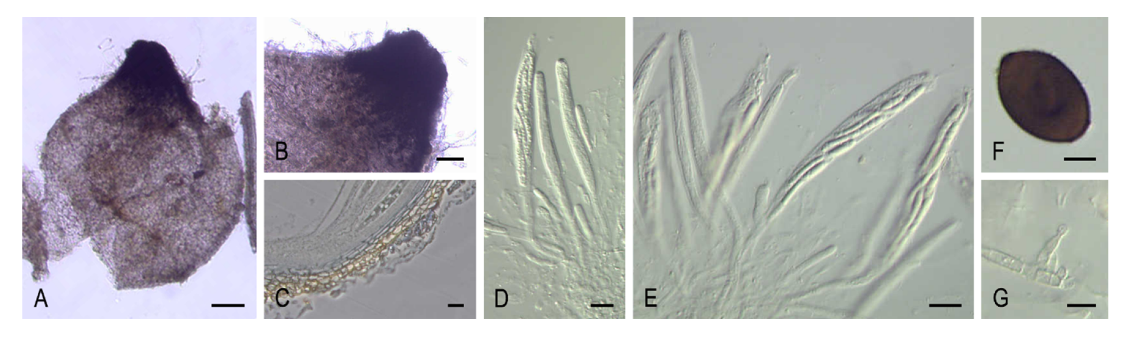Microorganisms 08 01430 g006
