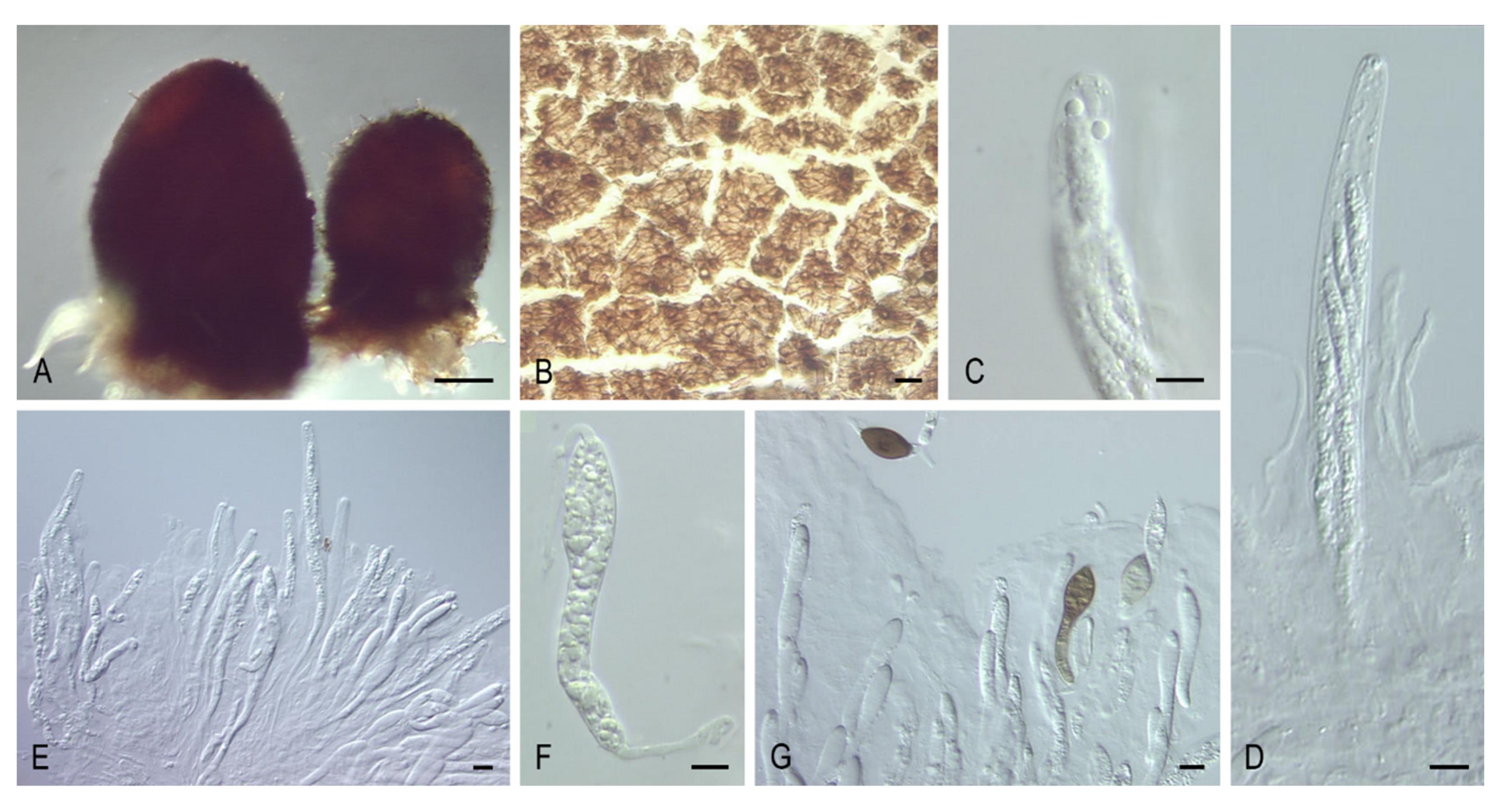 Microorganisms 08 01430 g008