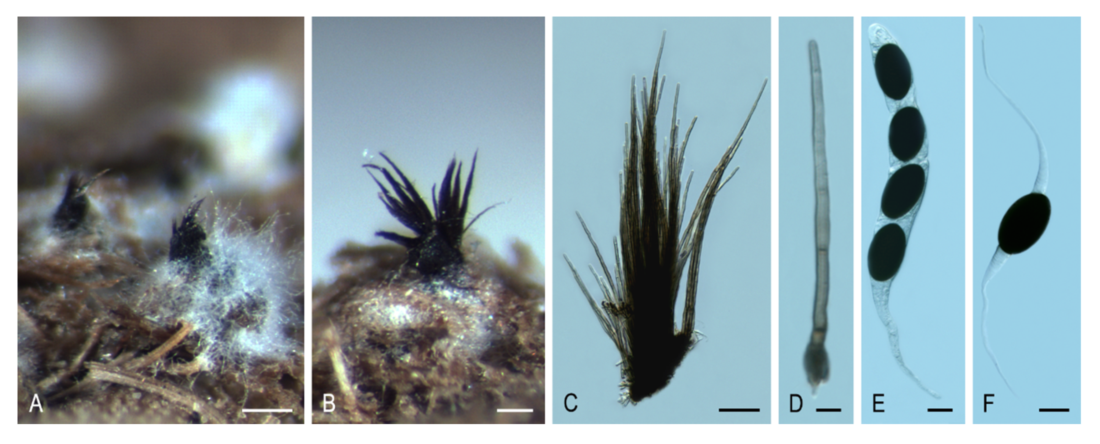 Microorganisms 08 01430 g009