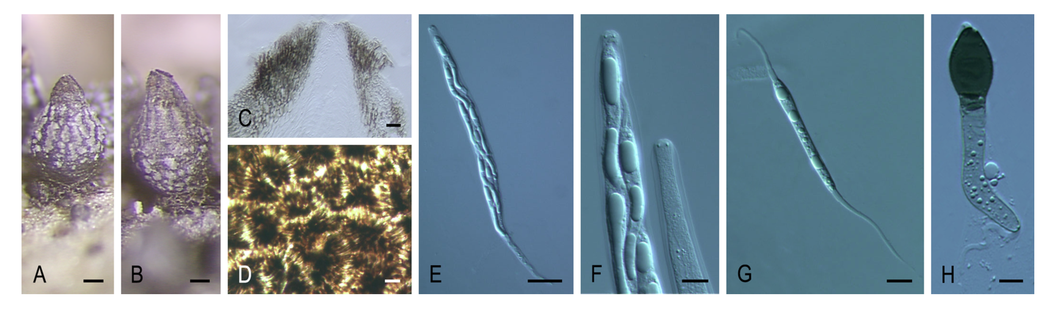Microorganisms 08 01430 g010