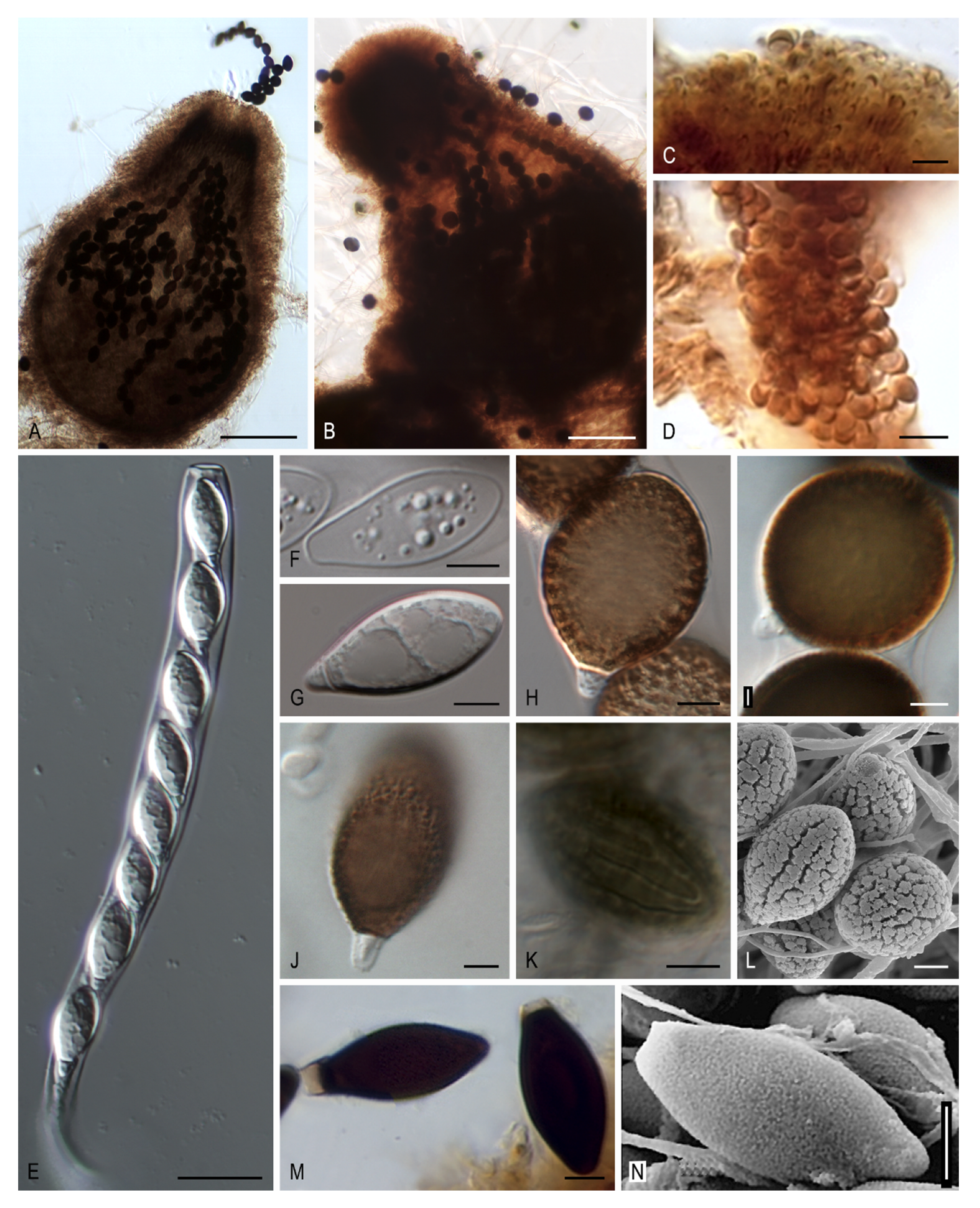 Microorganisms 08 01430 g011