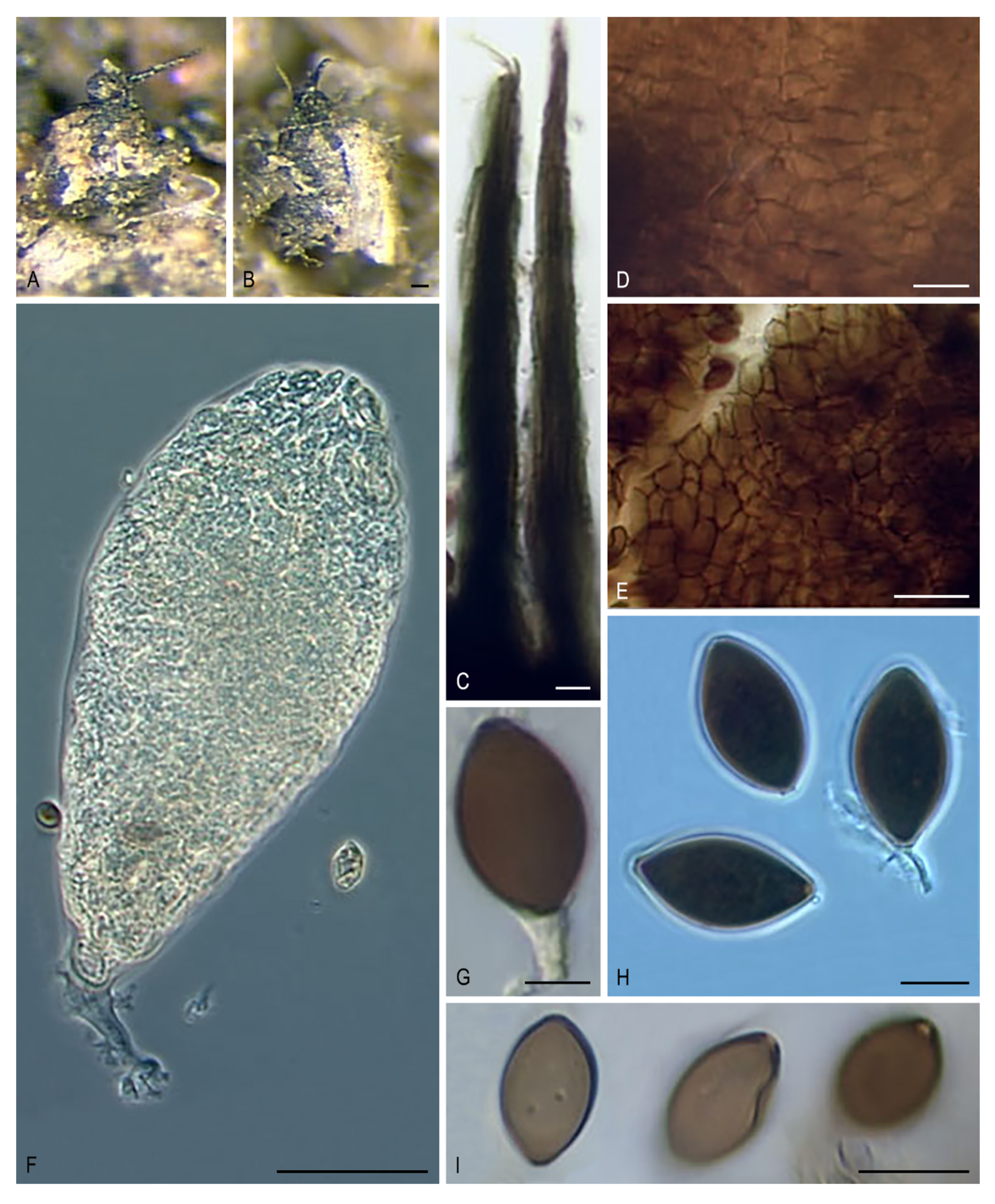Microorganisms 08 01430 g012