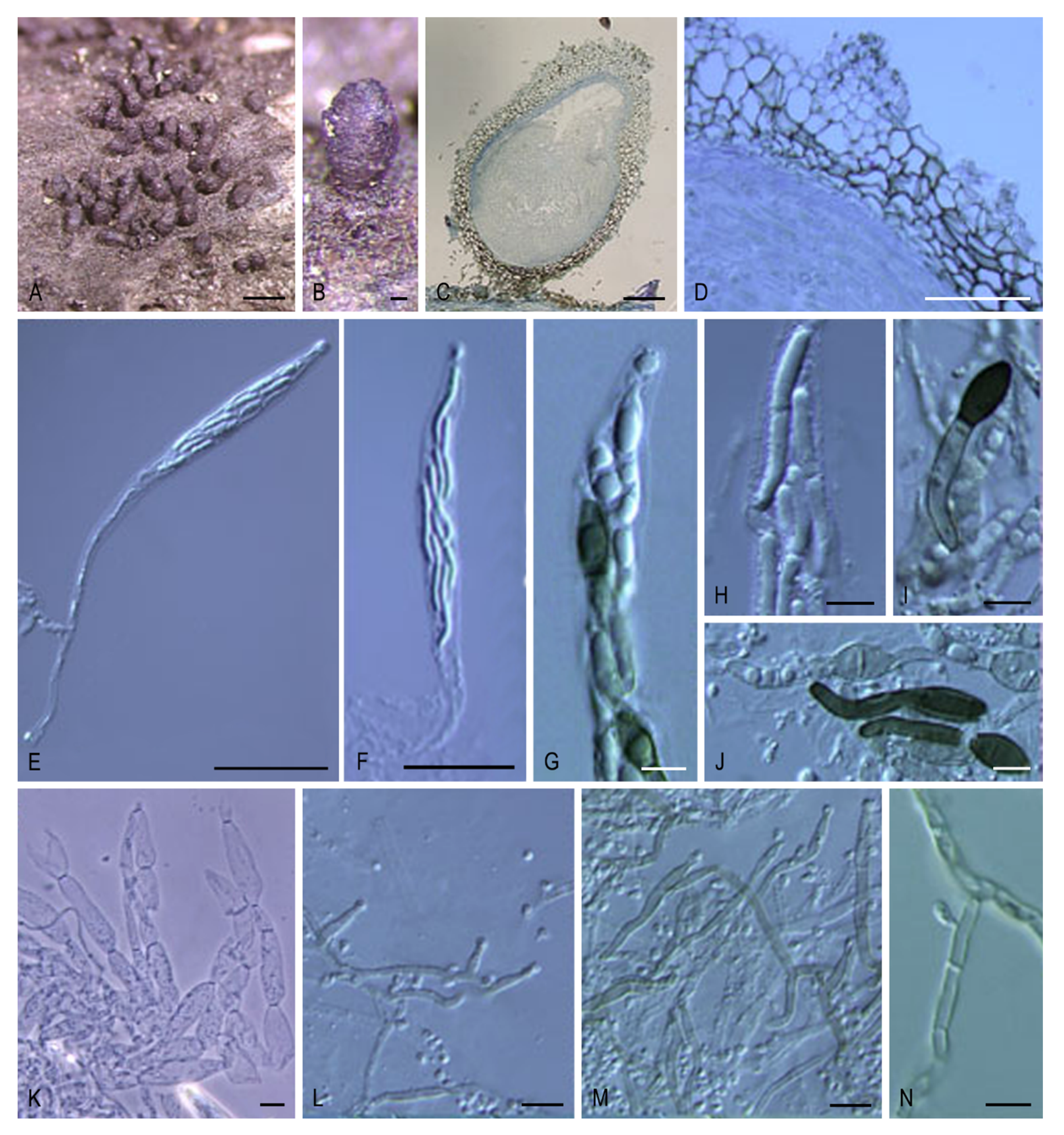 Microorganisms 08 01430 g013