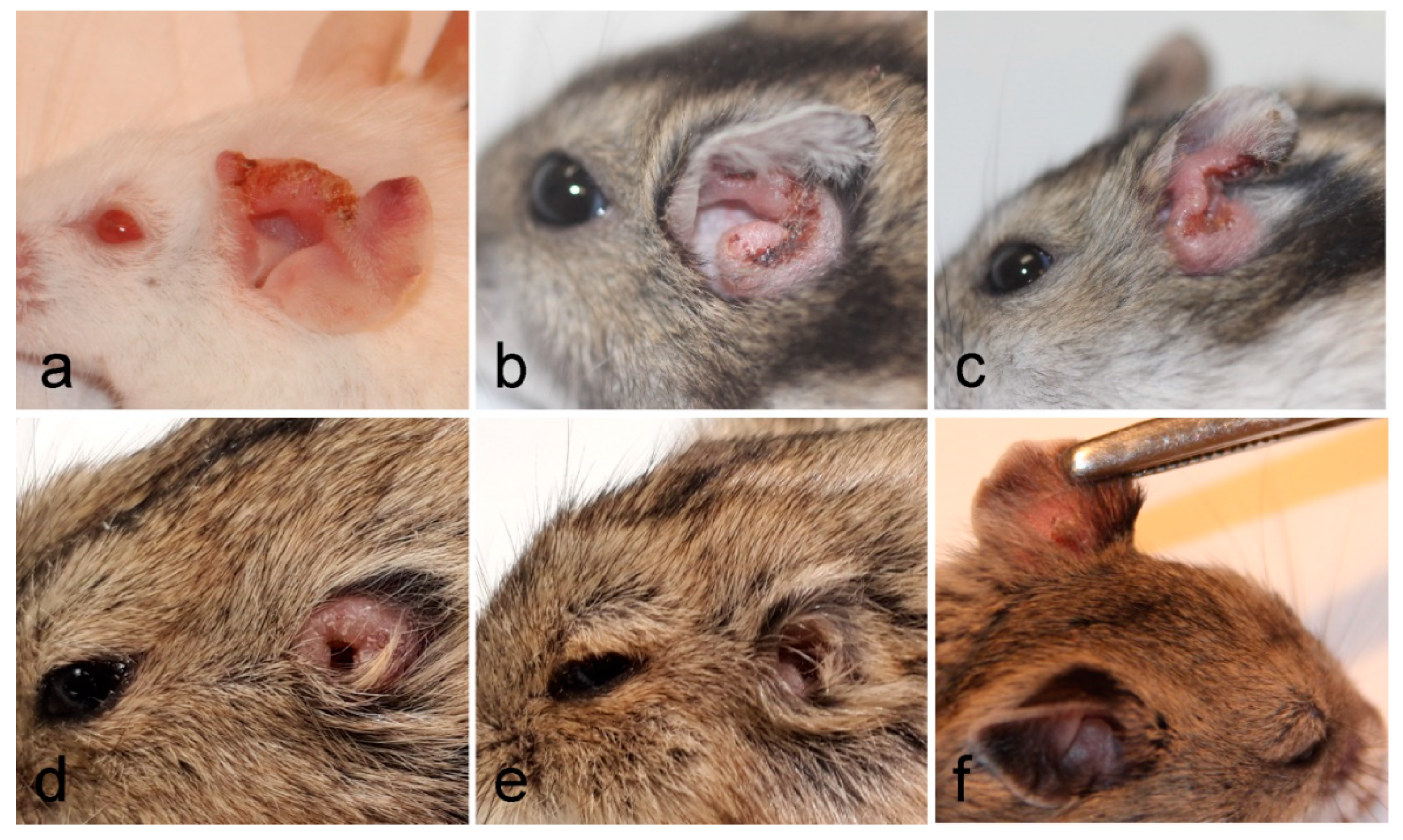 Microorganisms 08 01440 g002 Microorganisms 08 01440 g002