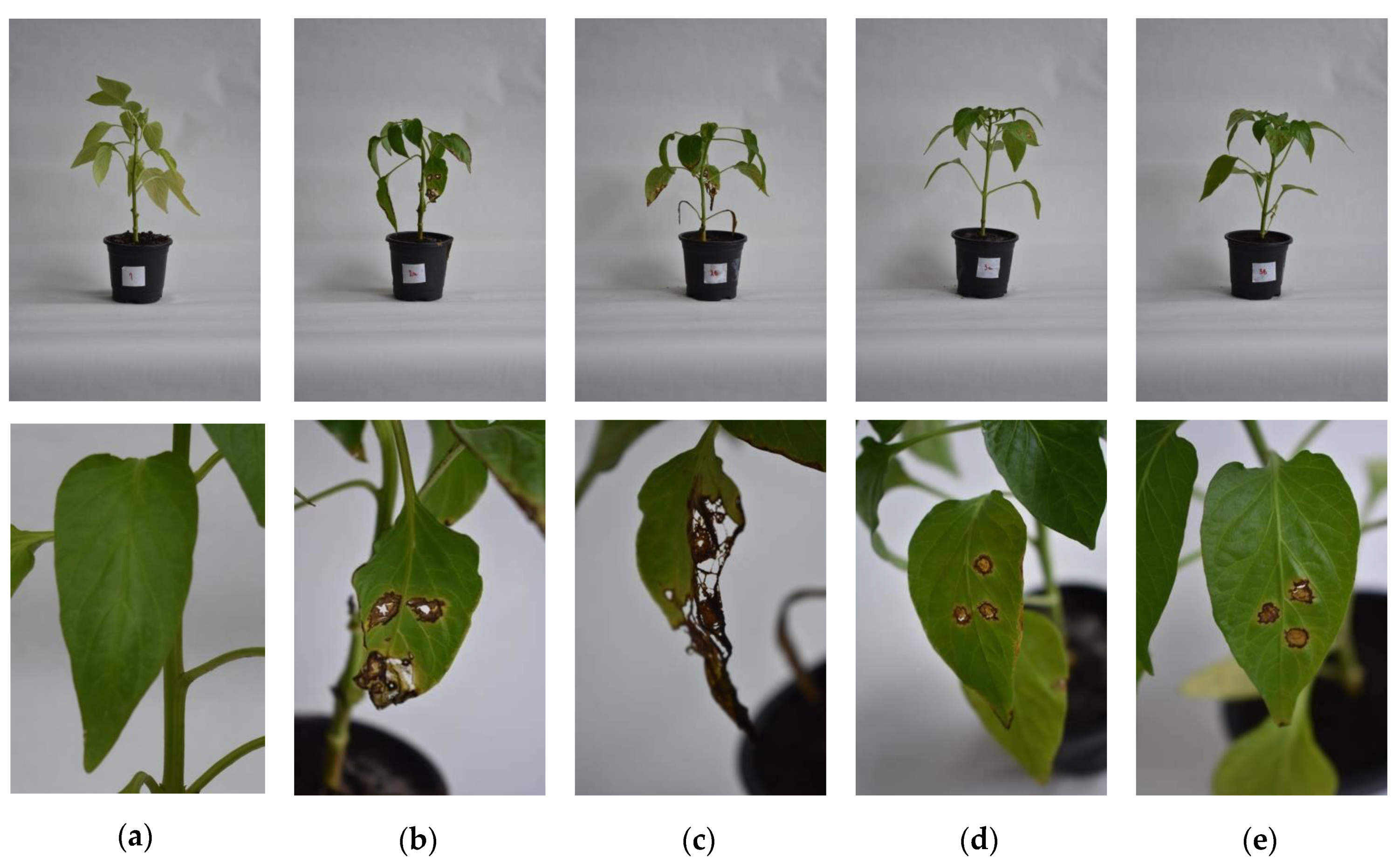 Microorganisms 08 01463 g009 Microorganisms 08 01463 g009