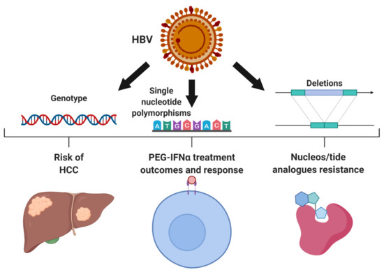 Impact of Hepatitis B Virus Genetic Variation, Integration, and ...