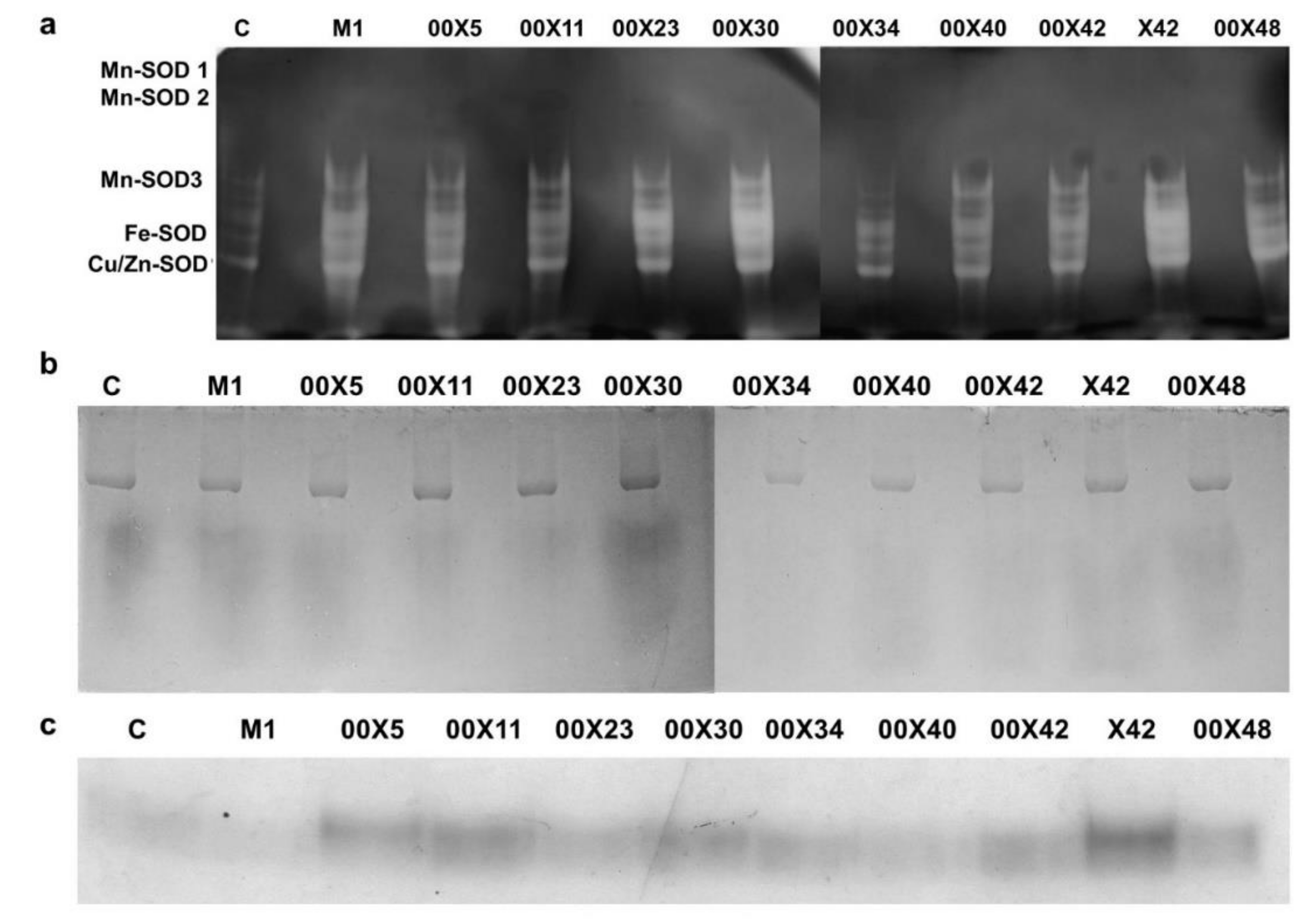 Microorganisms 08 01472 g009 Microorganisms 08 01472 g009