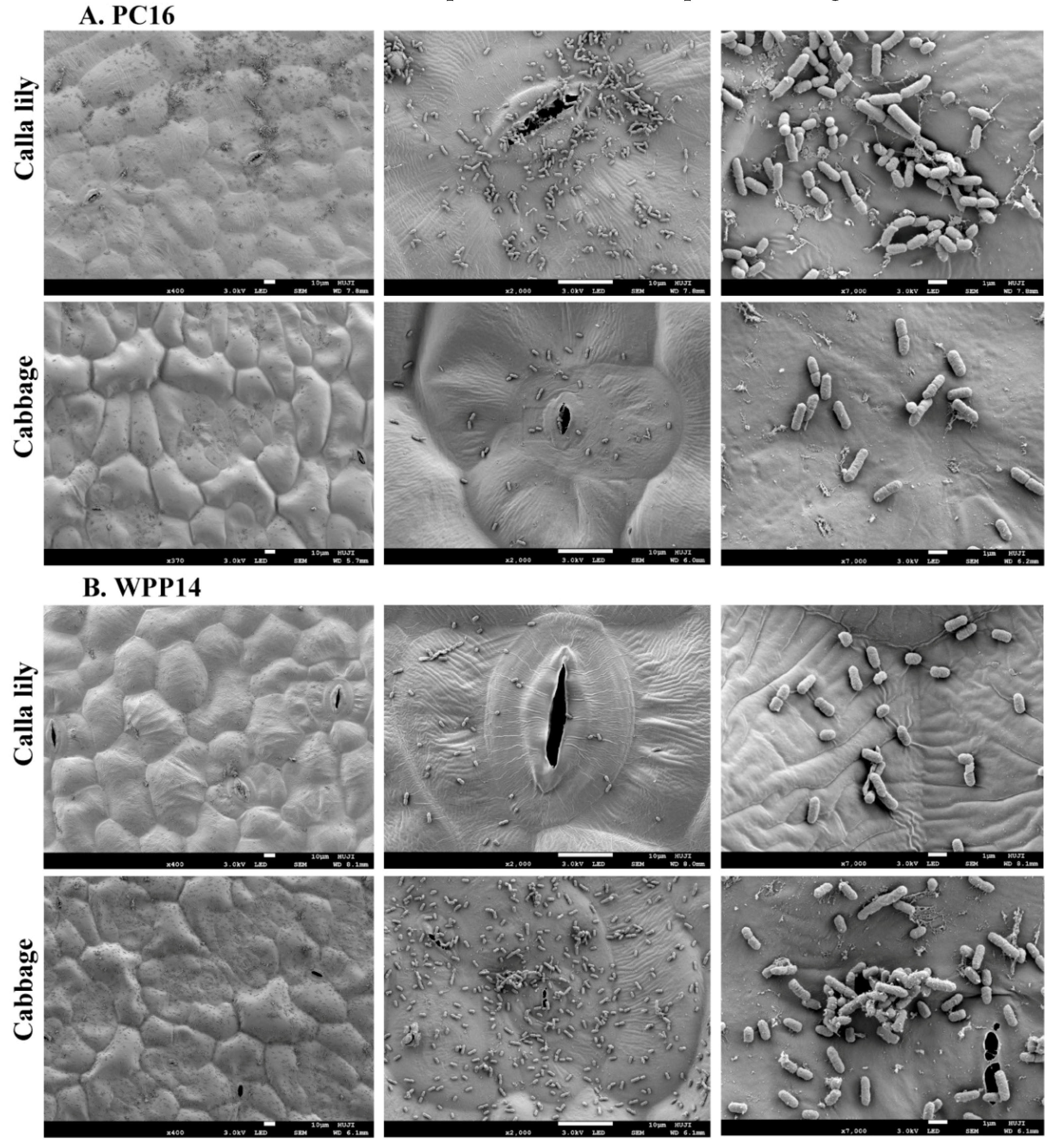 Microorganisms 08 01479 g002 Microorganisms 08 01479 g002