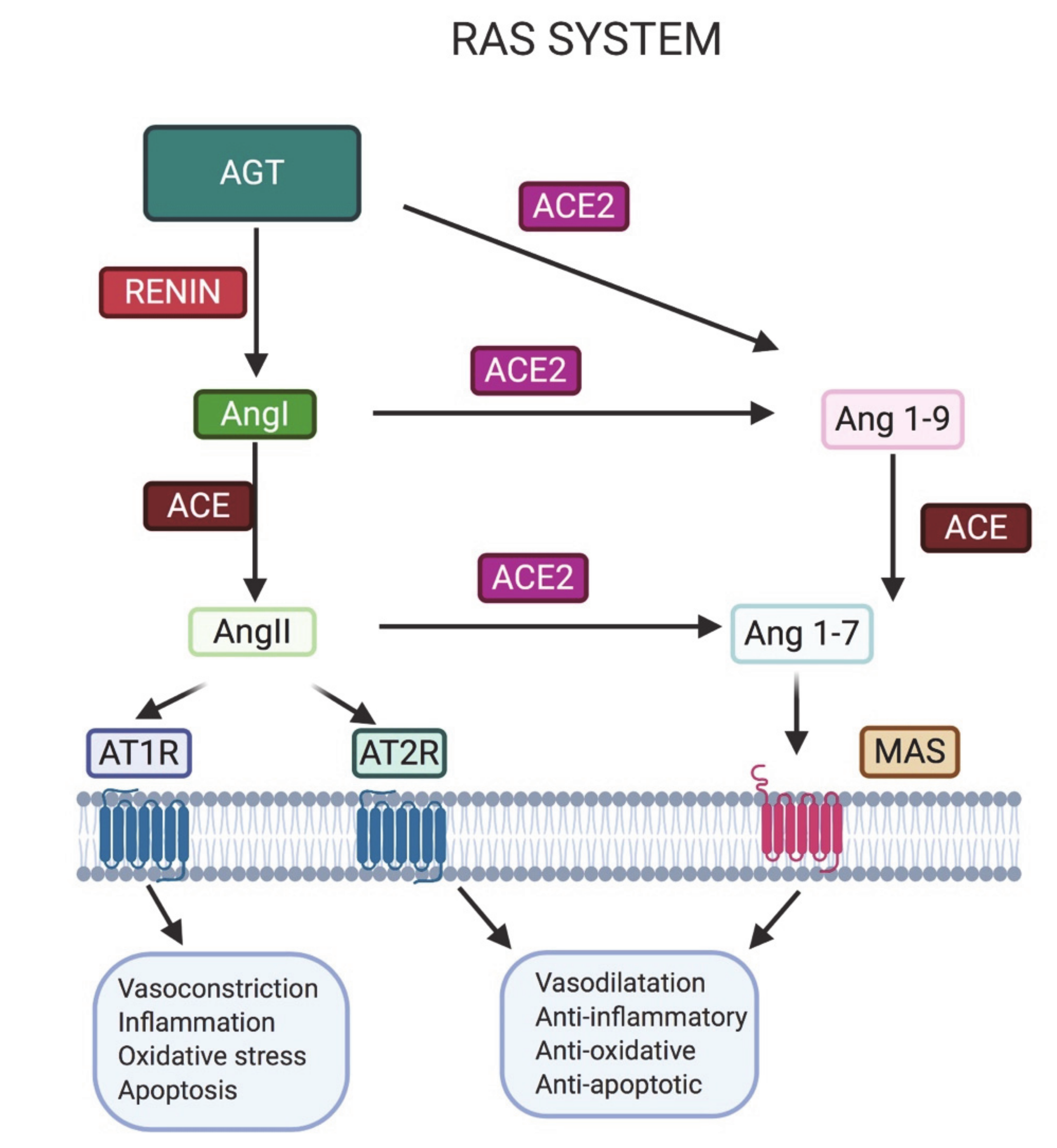 Microorganisms 08 01492 g001