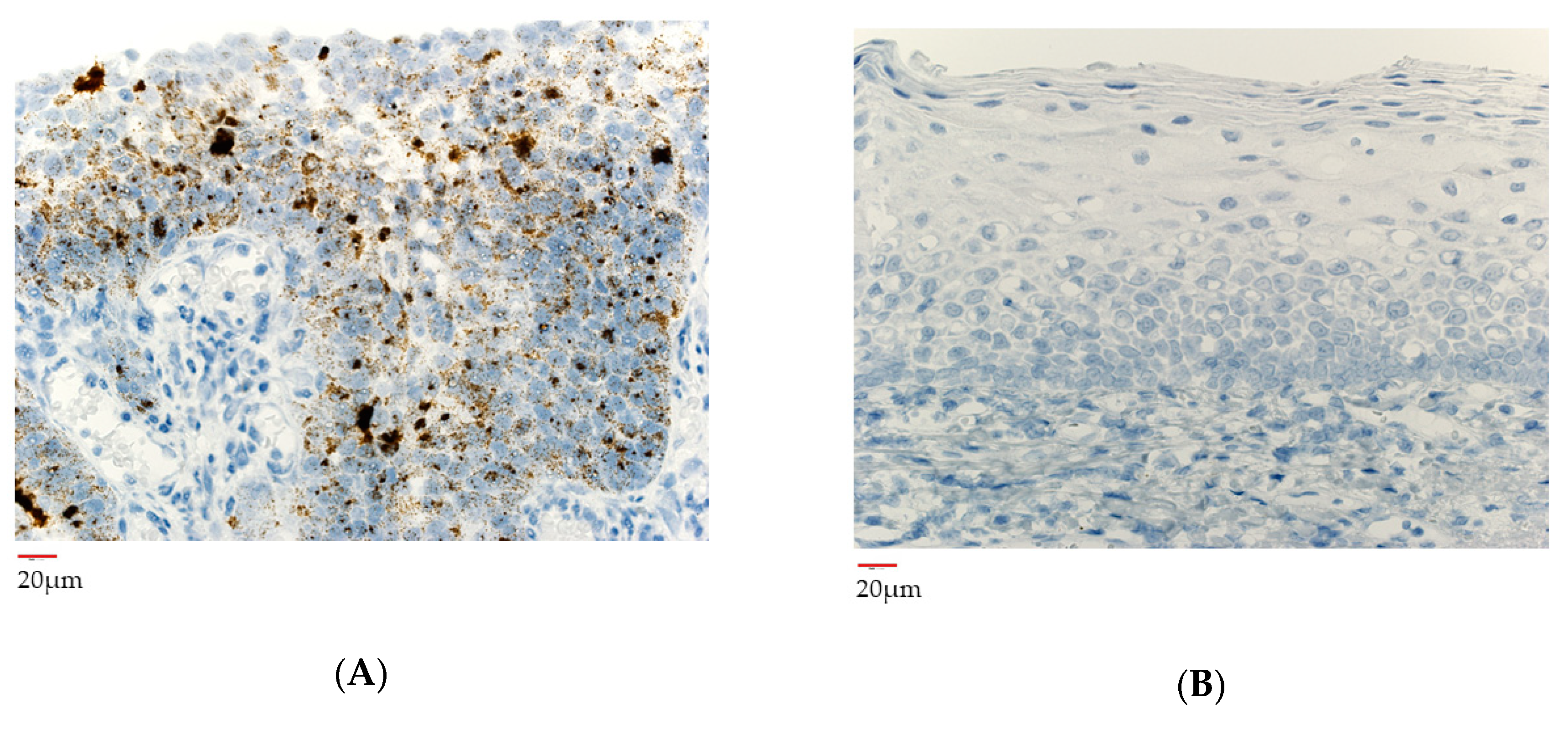 Microorganisms 08 01497 g006