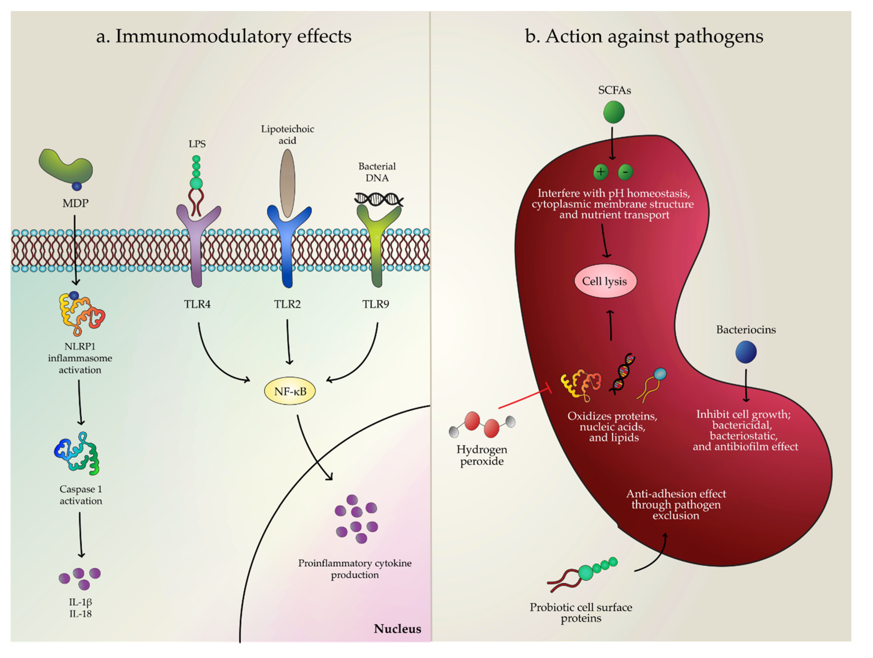 Microorganisms Free Full Text Postbiotics Against Pathogens Commonly Involved In Pediatric Infectious Diseases Html