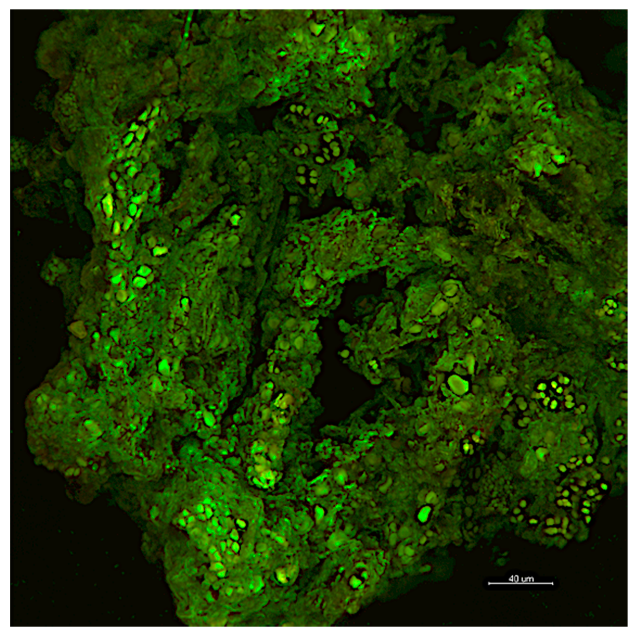 Microorganisms 08 01542 g001