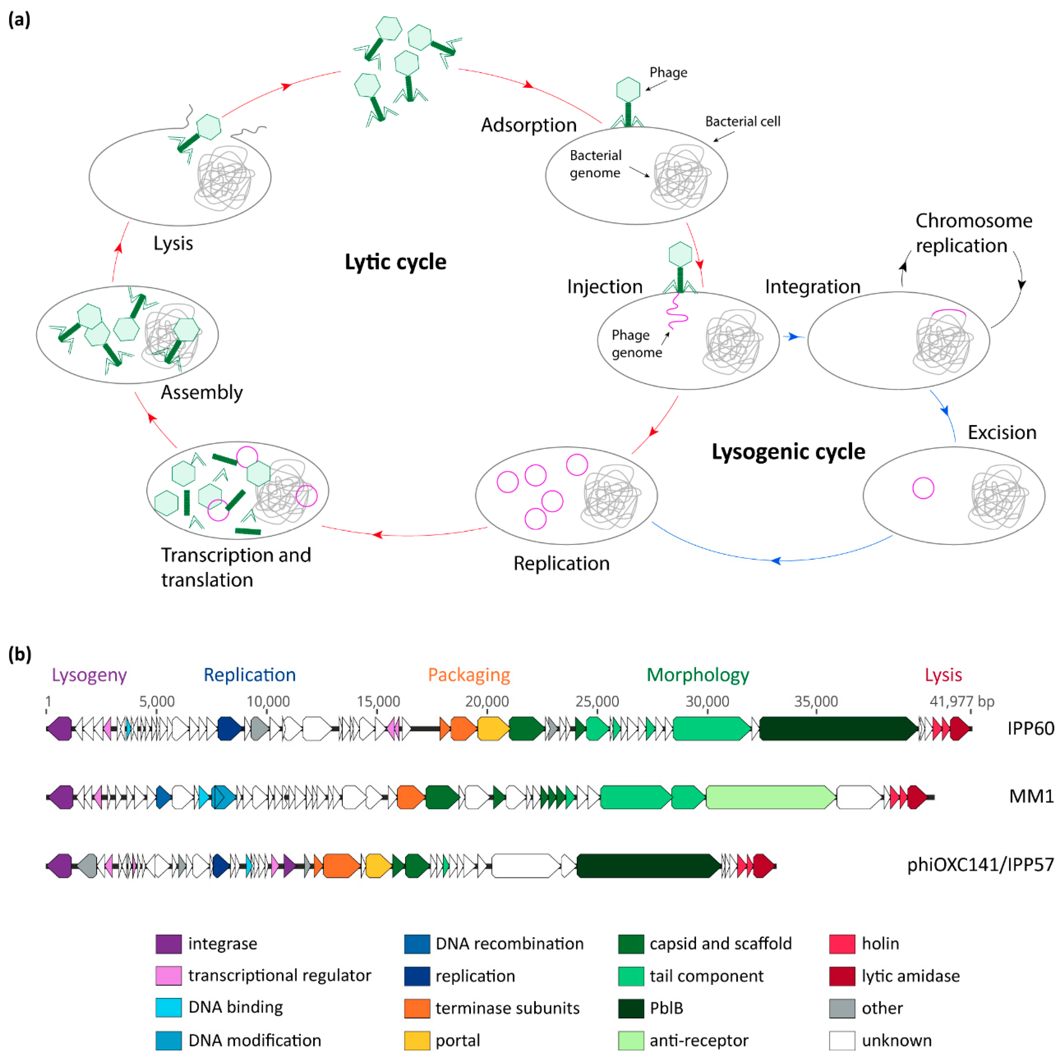 Microorganisms 08 01546 g001