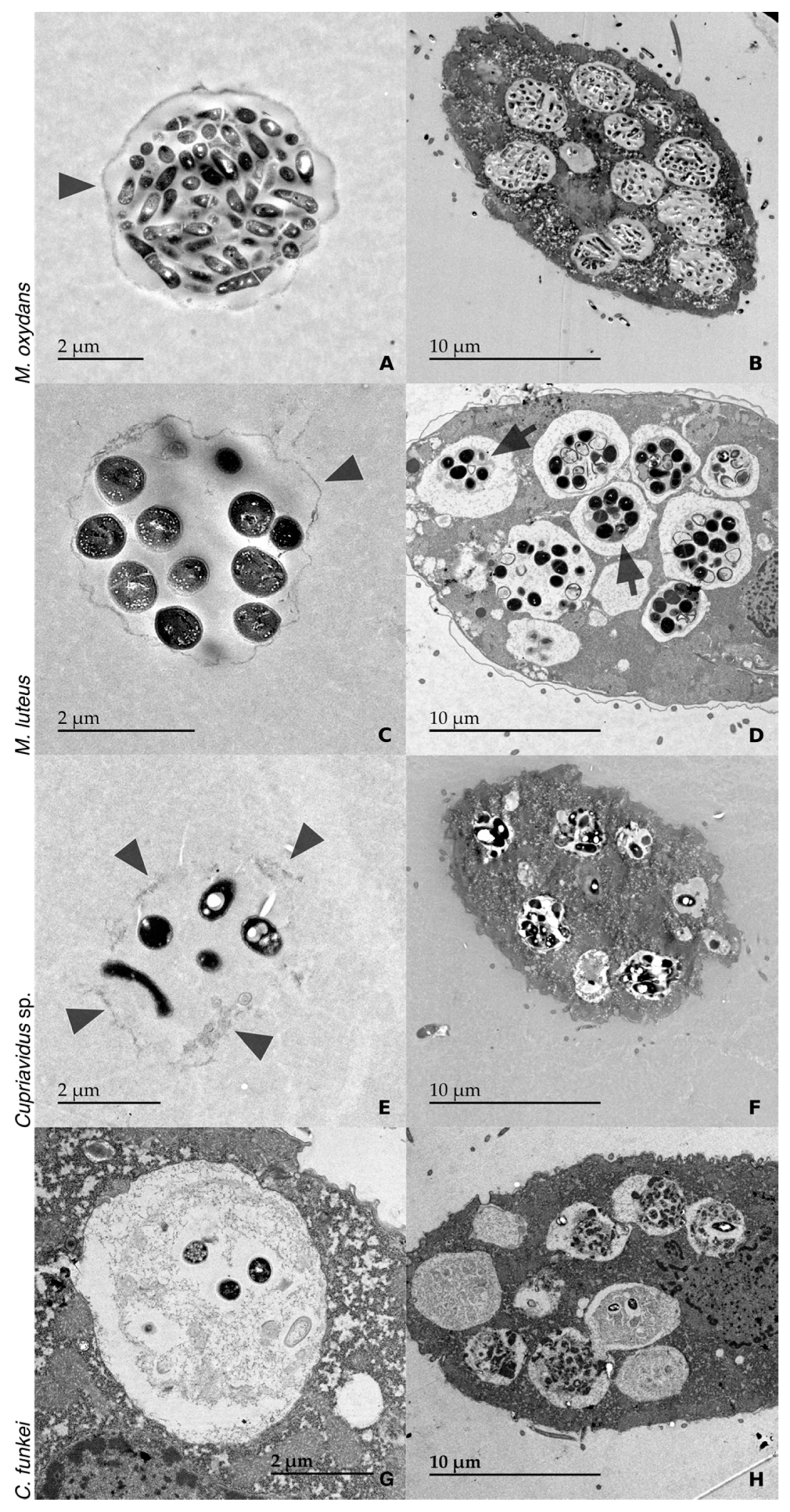 Microorganisms 08 01548 g002 Microorganisms 08 01548 g002