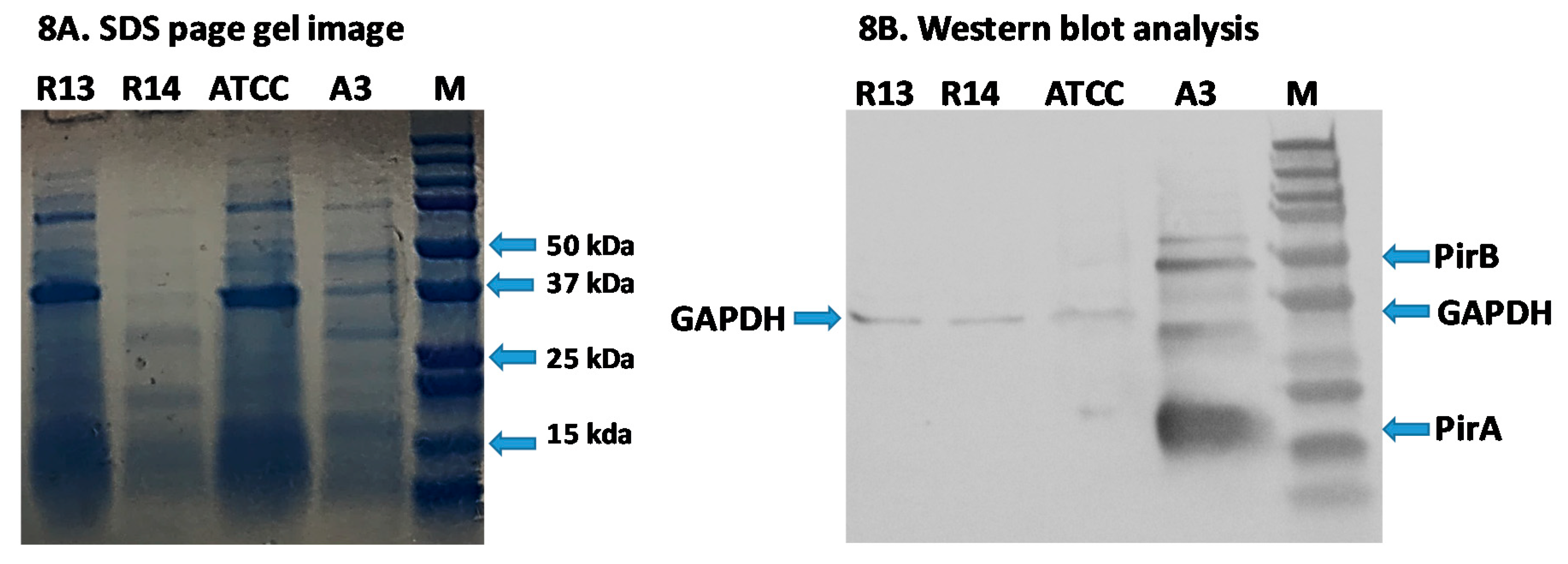 Microorganisms 08 01549 g008 Microorganisms 08 01549 g008