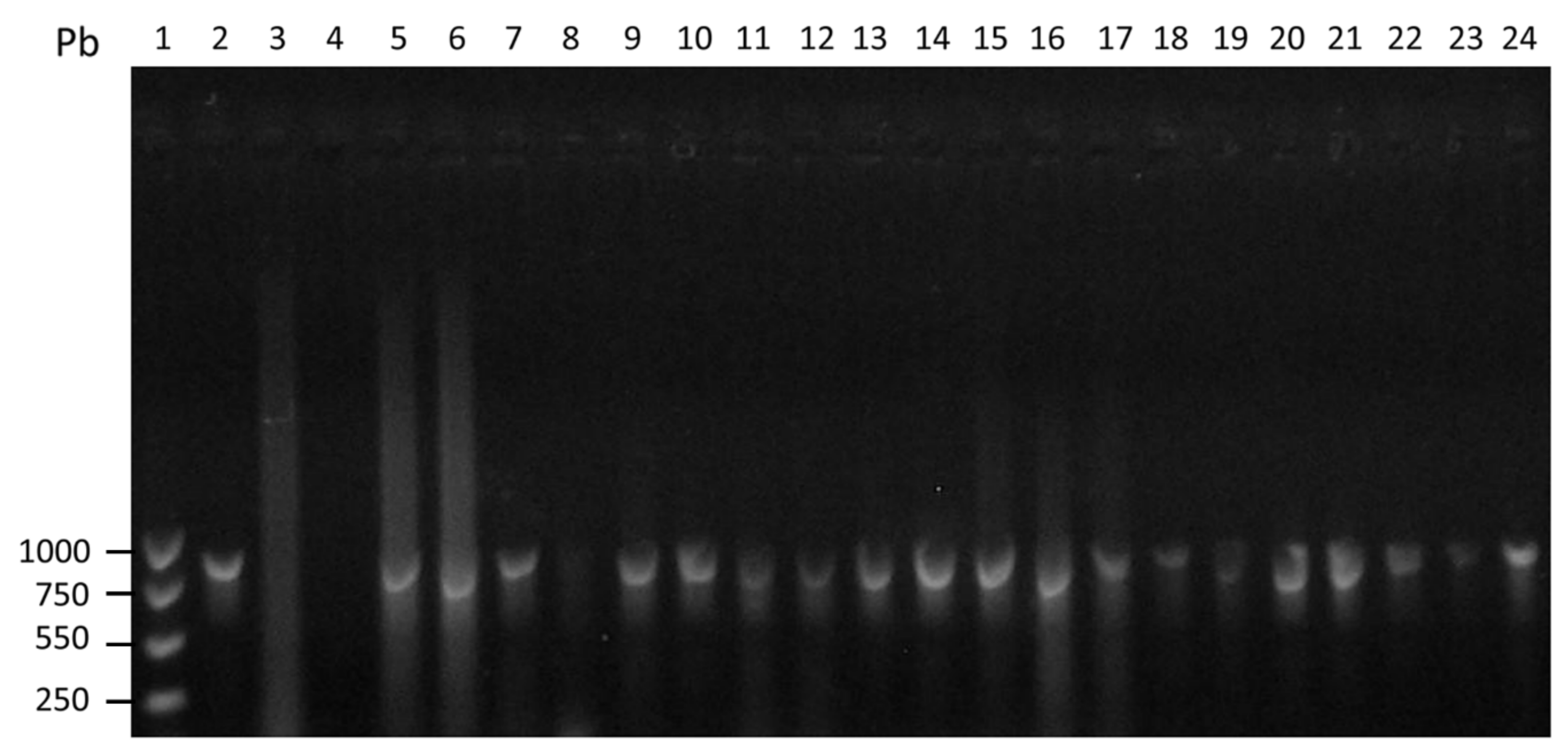 Microorganisms 08 01556 g002 Microorganisms 08 01556 g002