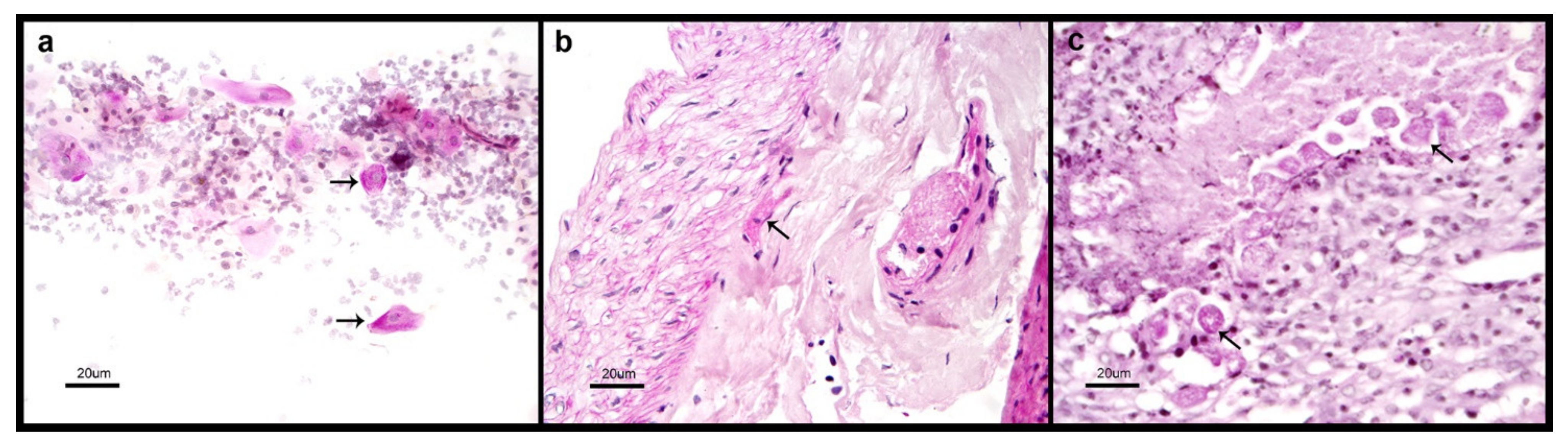 Microorganisms 08 01556 g003 Microorganisms 08 01556 g003