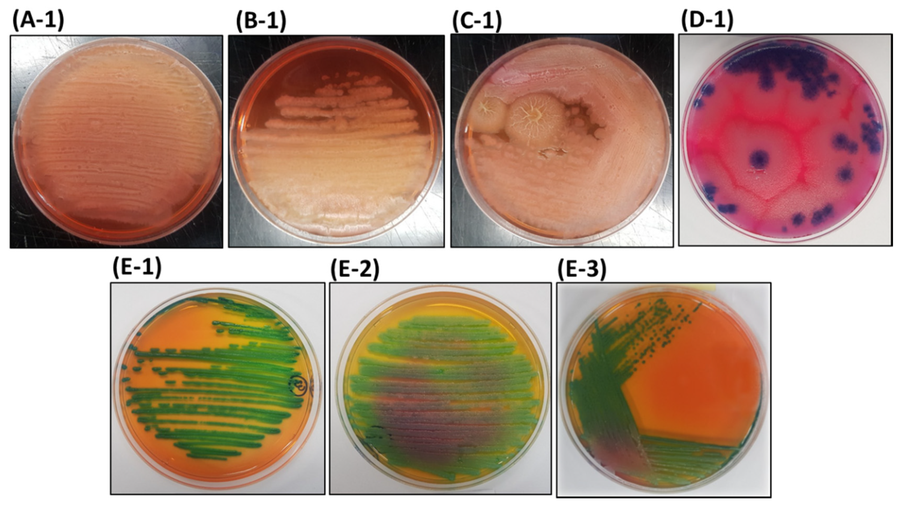 Microorganisms 08 01568 g002 Microorganisms 08 01568 g002