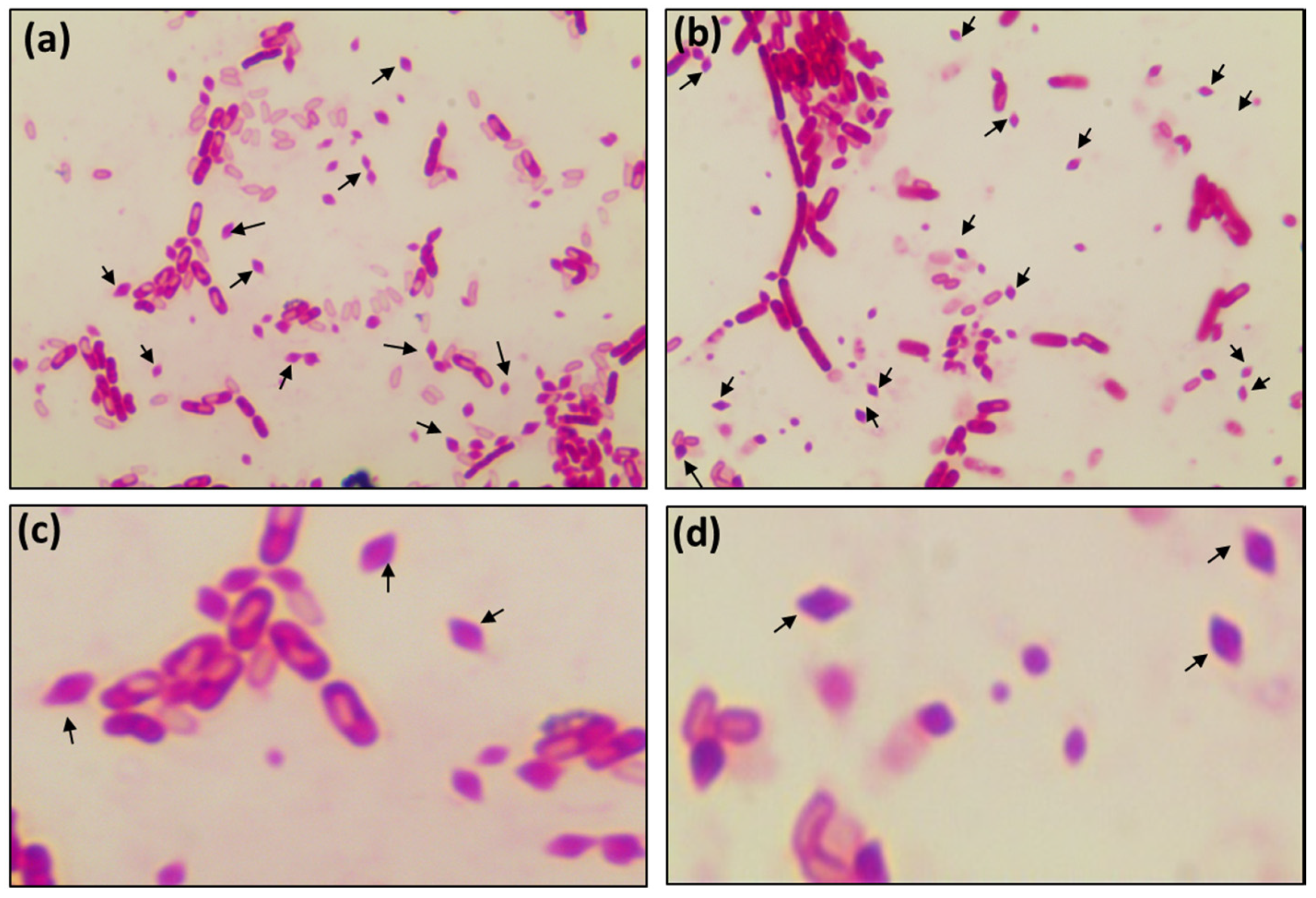 Microorganisms 08 01568 g006 Microorganisms 08 01568 g006