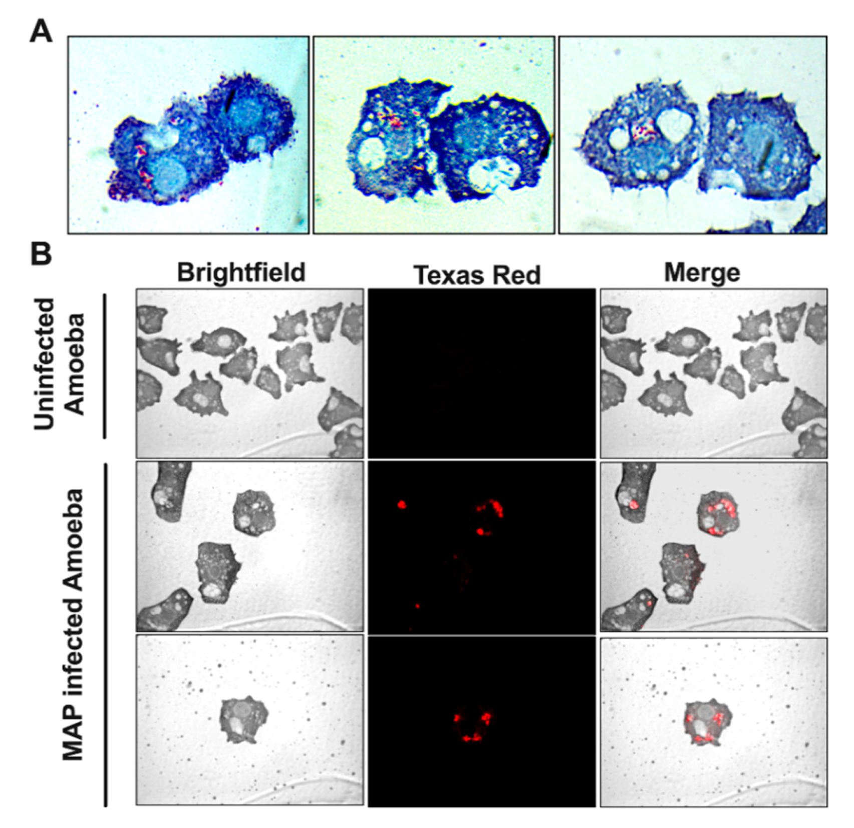 Microorganisms 08 01571 g001 Microorganisms 08 01571 g001