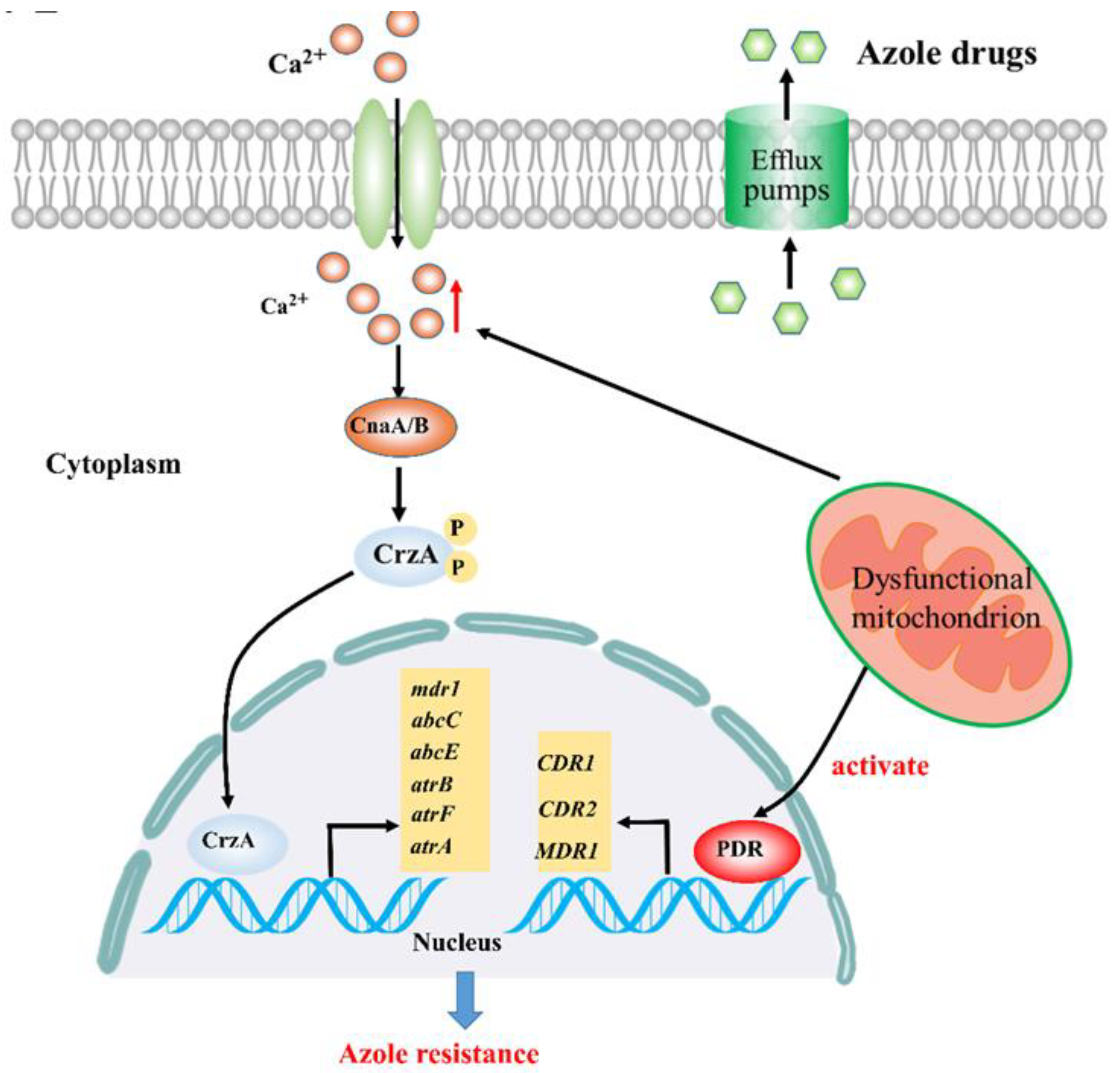 Microorganisms 08 01574 g001