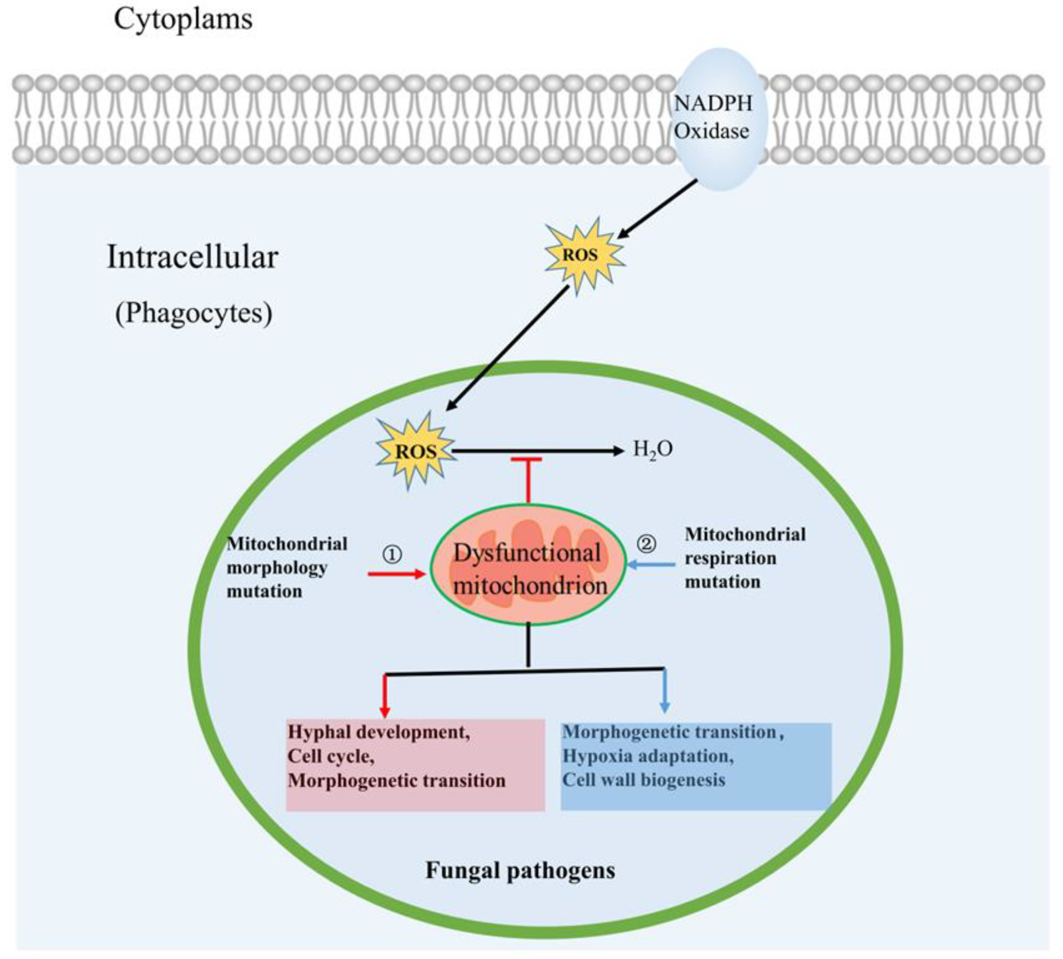 Microorganisms 08 01574 g004