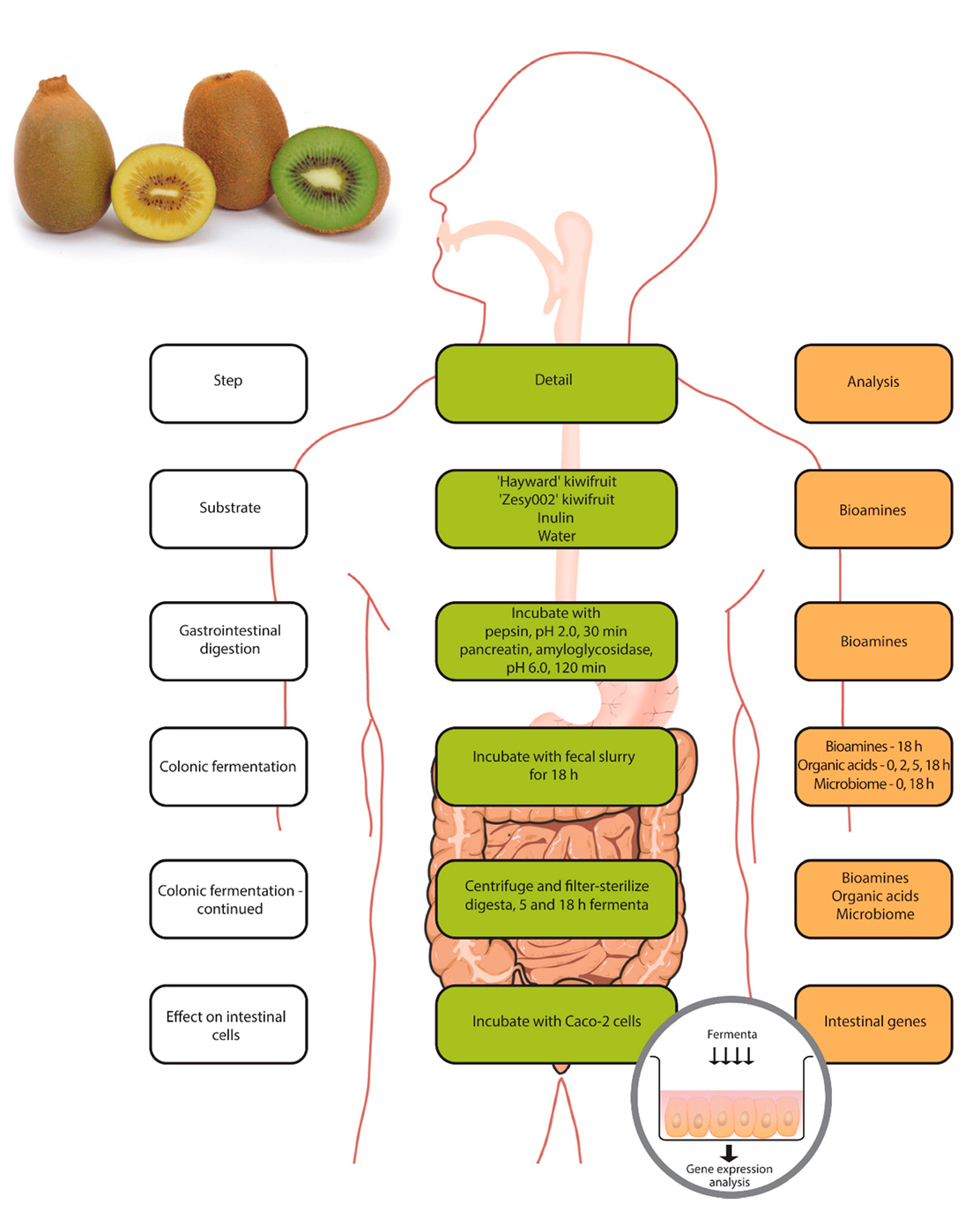 Microorganisms 08 01582 g001
