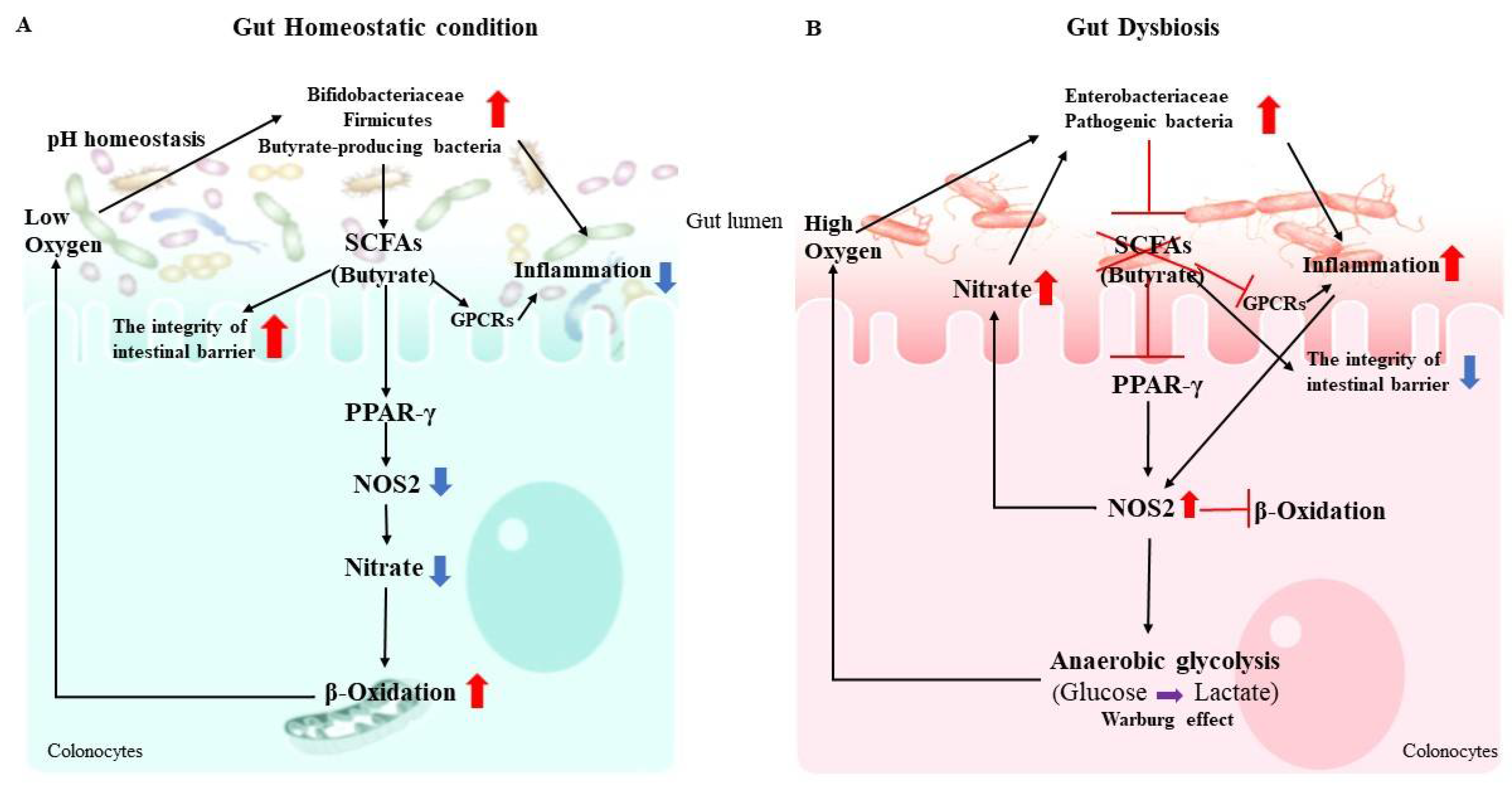 Microorganisms Free Full Text Gut Microbiota And Immune System Interactions Html