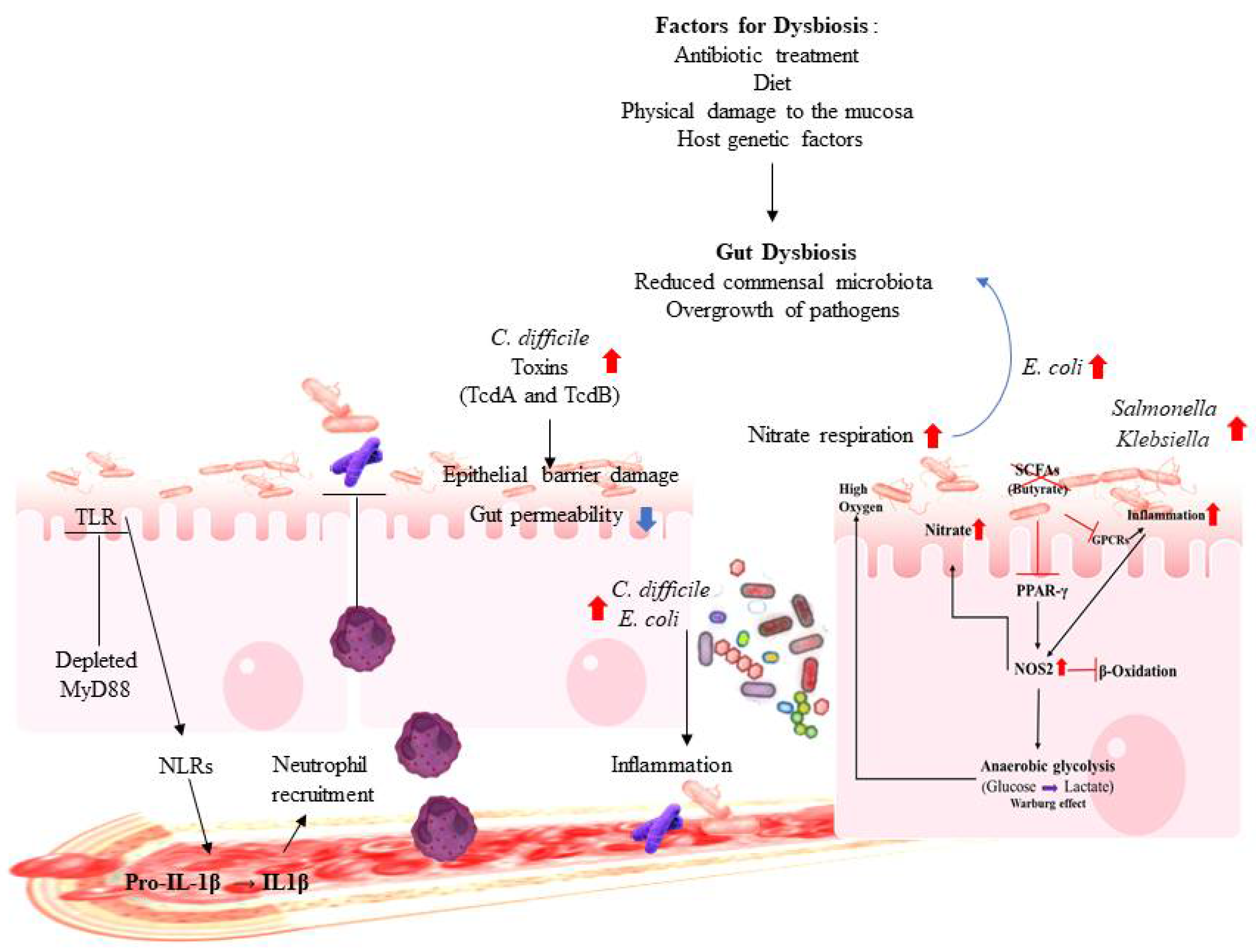 Microorganisms Free Full Text Gut Microbiota And Immune System Interactions Html
