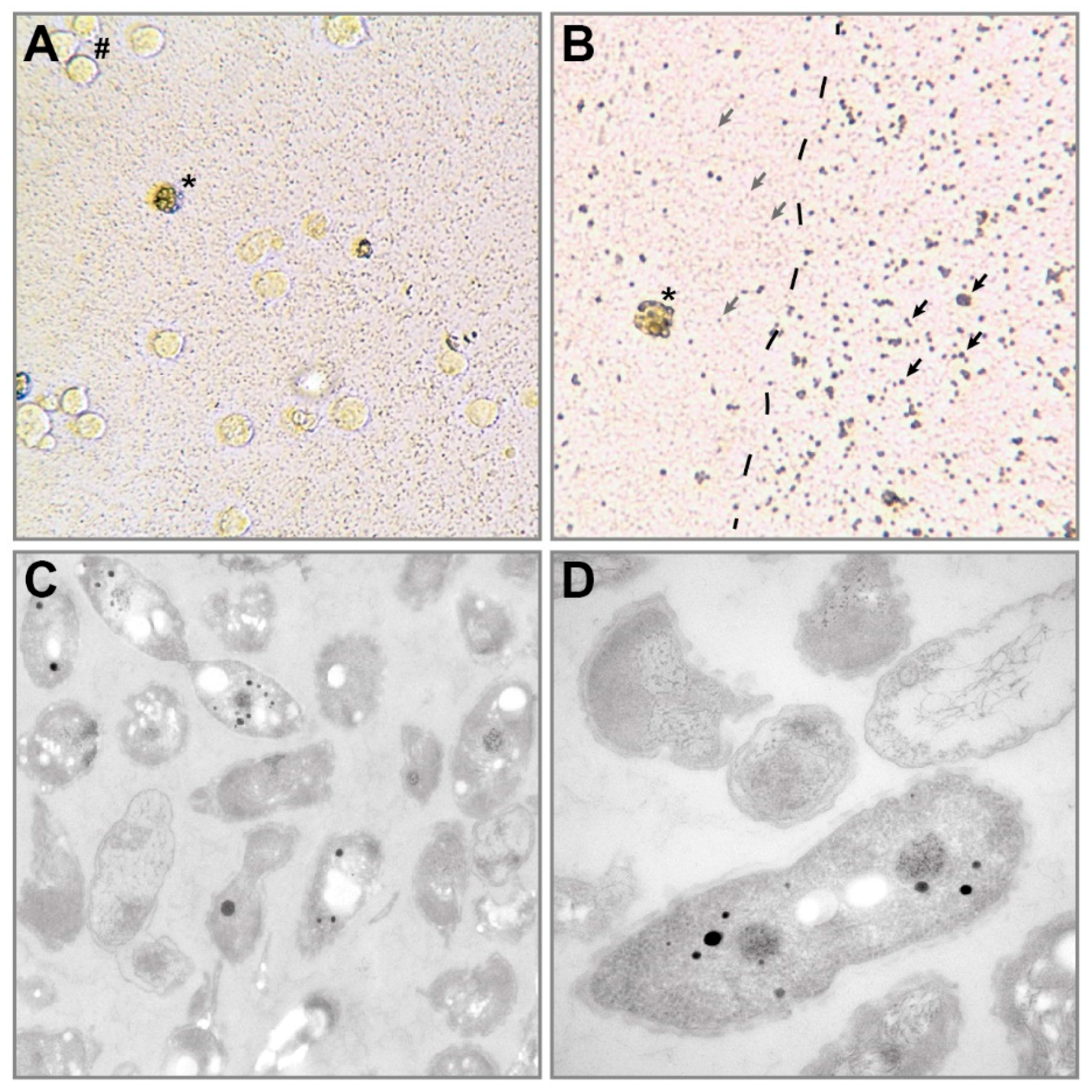 Microorganisms 08 01599 g001 Microorganisms 08 01599 g001