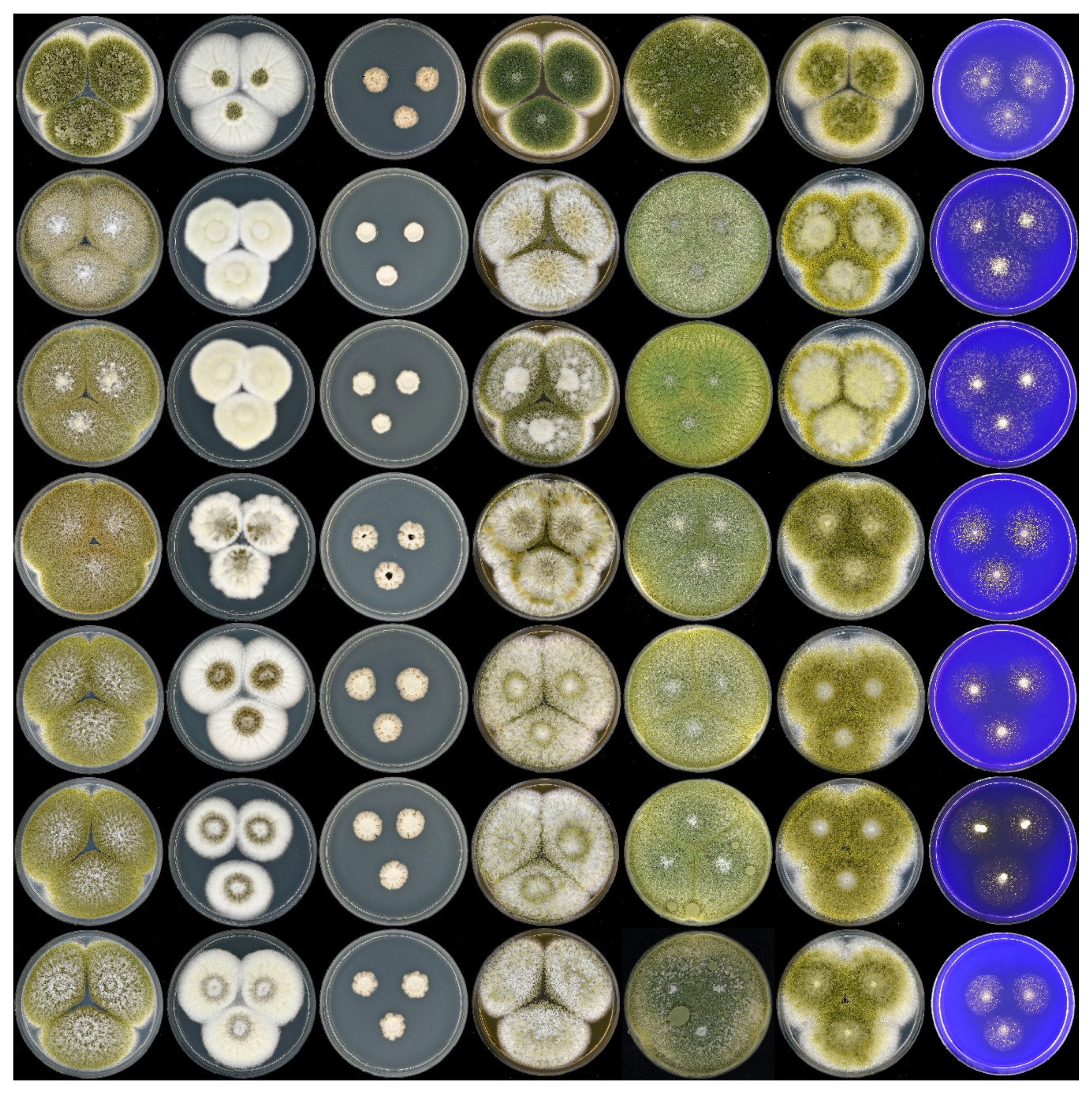 Microorganisms 08 01633 g001