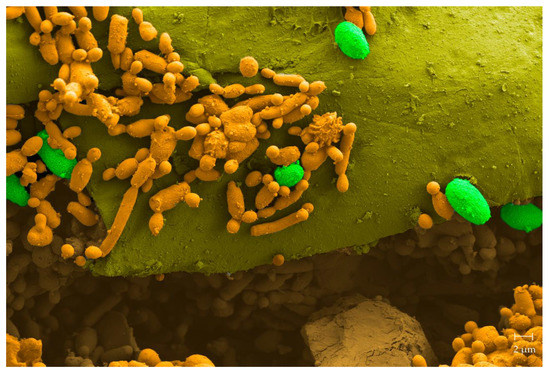 Microorganisms 08 01680 g003 550