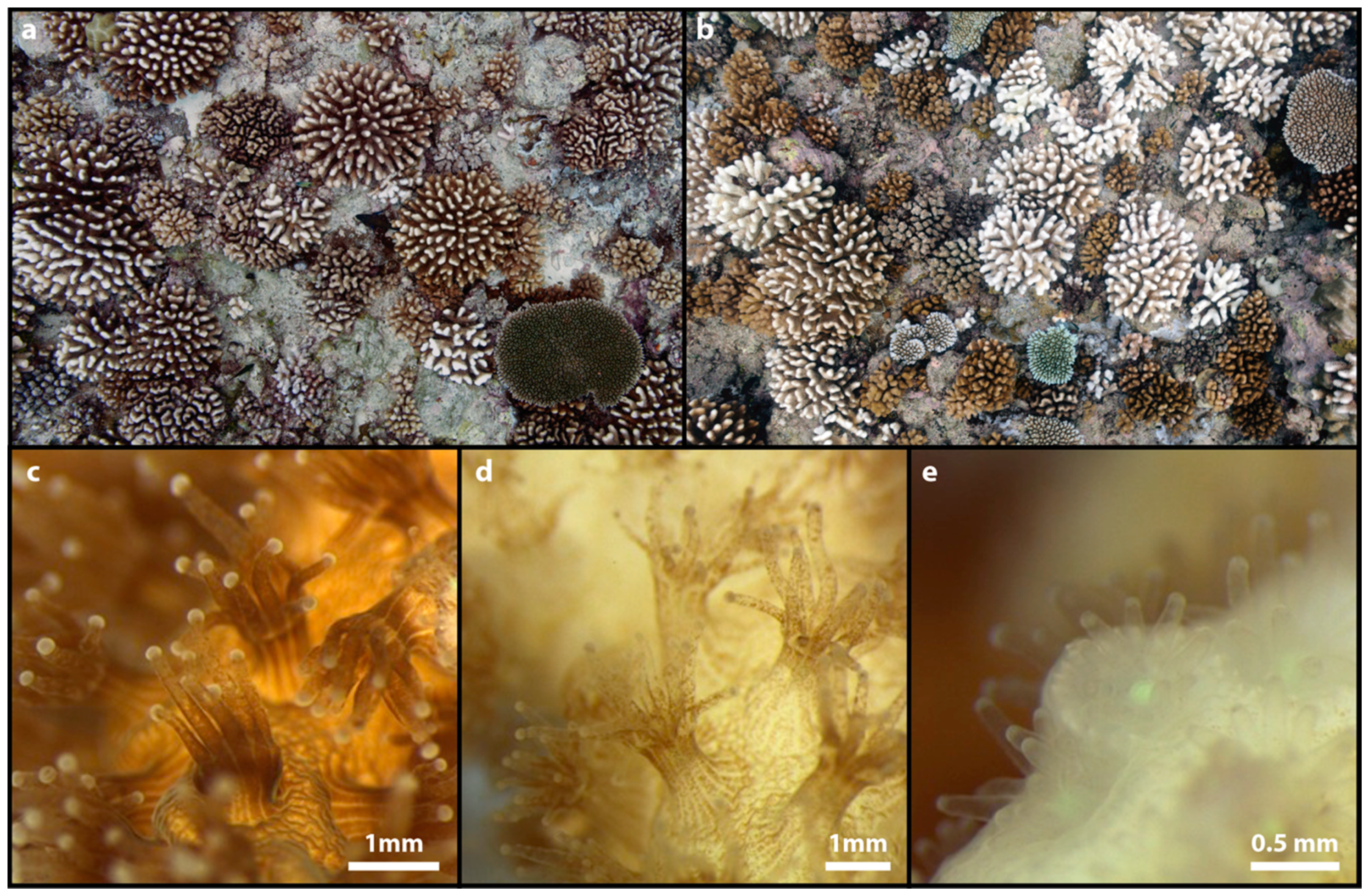 Sentence Guinness Feast Microorganisms | Free Full-Text | Defining Coral Bleaching as a Microbial Dysbiosis within the Coral Holobiont Sentence Guinness Feast Microorganisms | Free Full-Text | Defining Coral Bleaching as a Microbial Dysbiosis within the Coral Holobiont