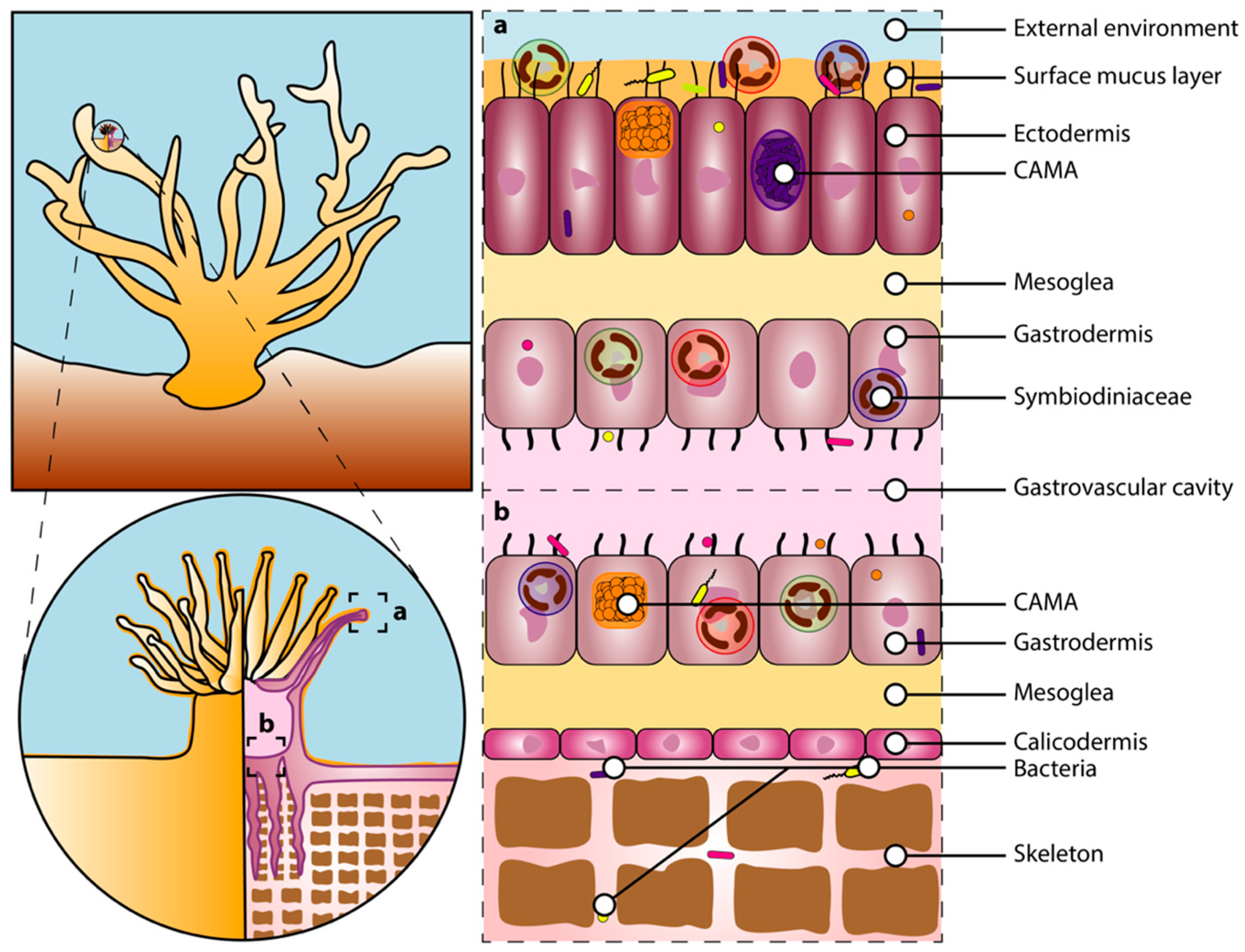 Microorganisms 08 01682 g002