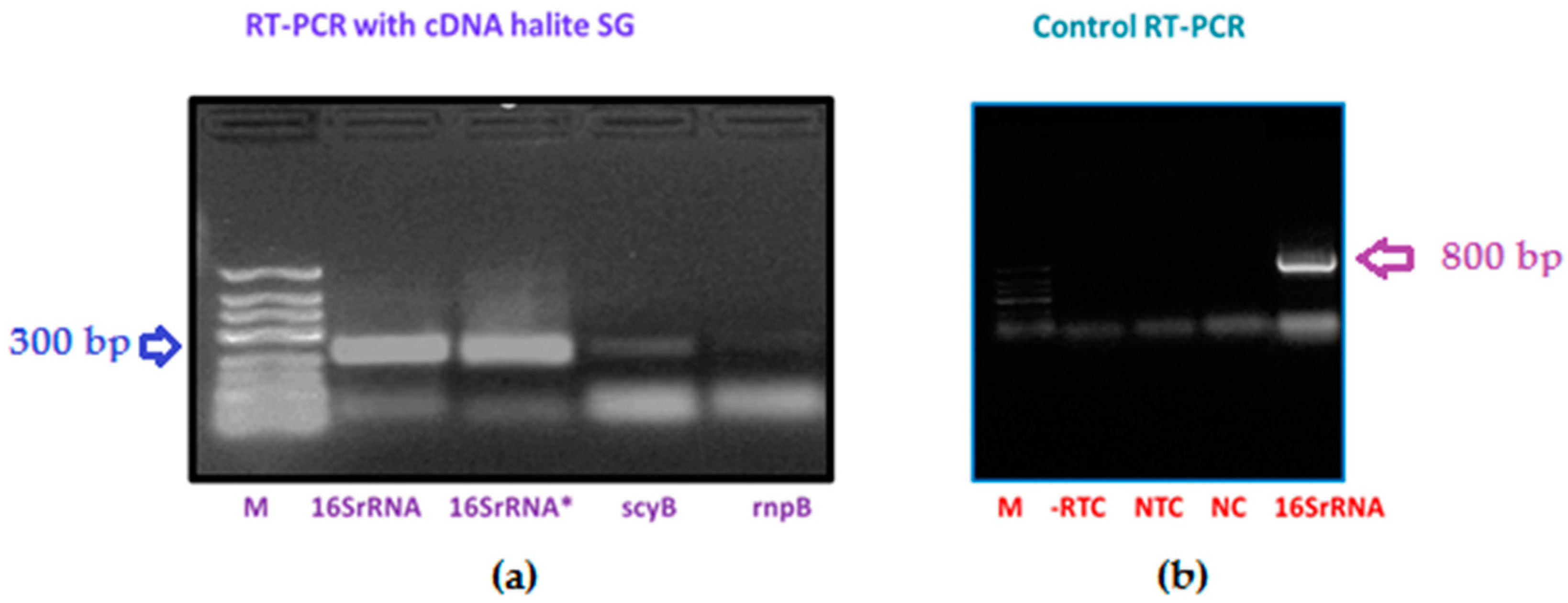 Microorganisms 08 01690 g003 Microorganisms 08 01690 g003