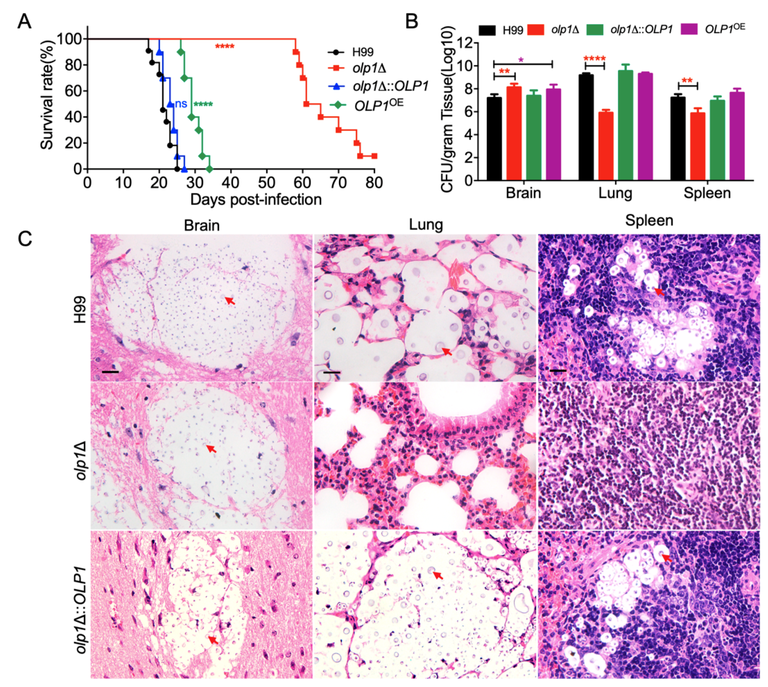 Microorganisms 08 01730 g006 Microorganisms 08 01730 g006