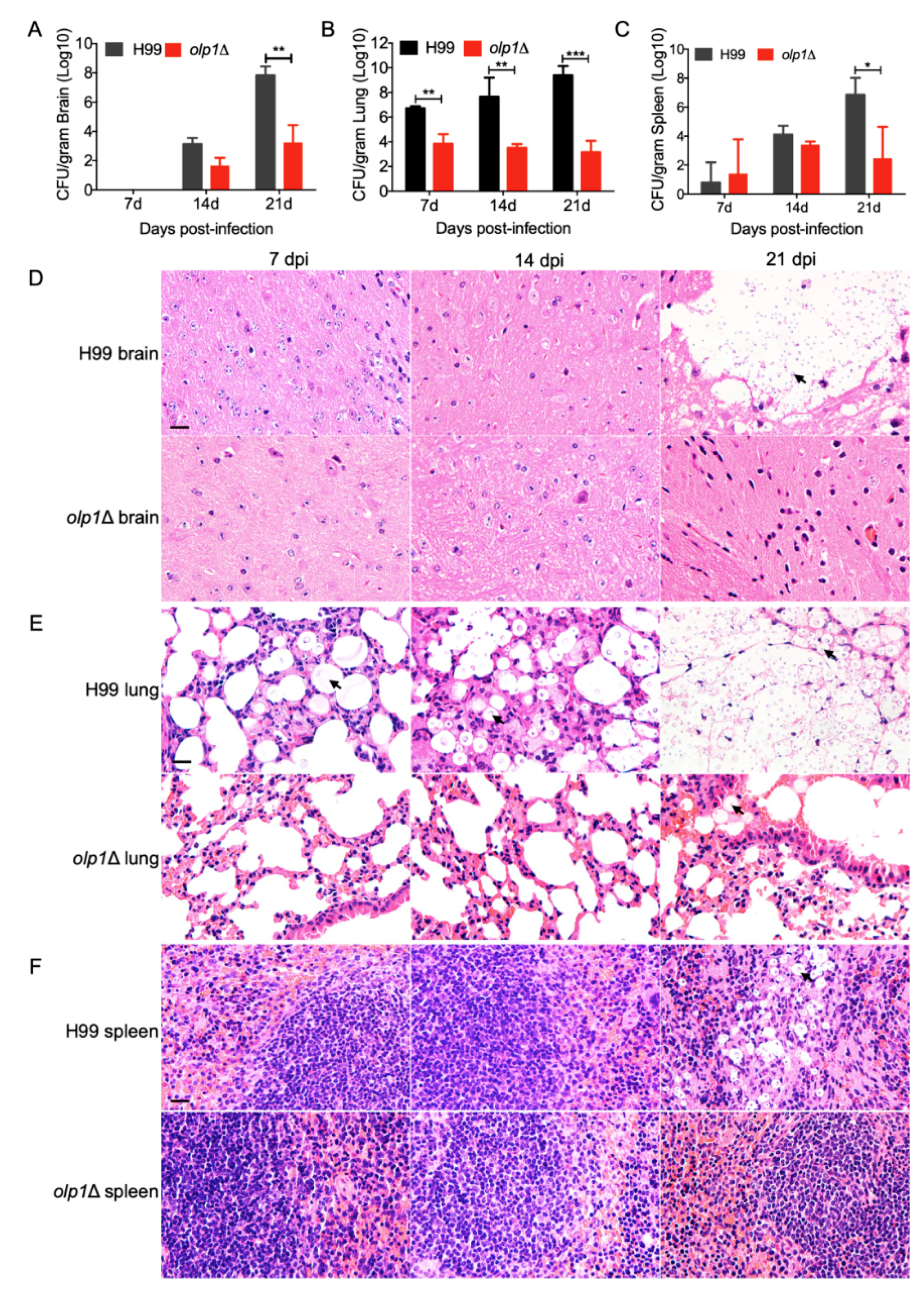 Microorganisms 08 01730 g007 Microorganisms 08 01730 g007
