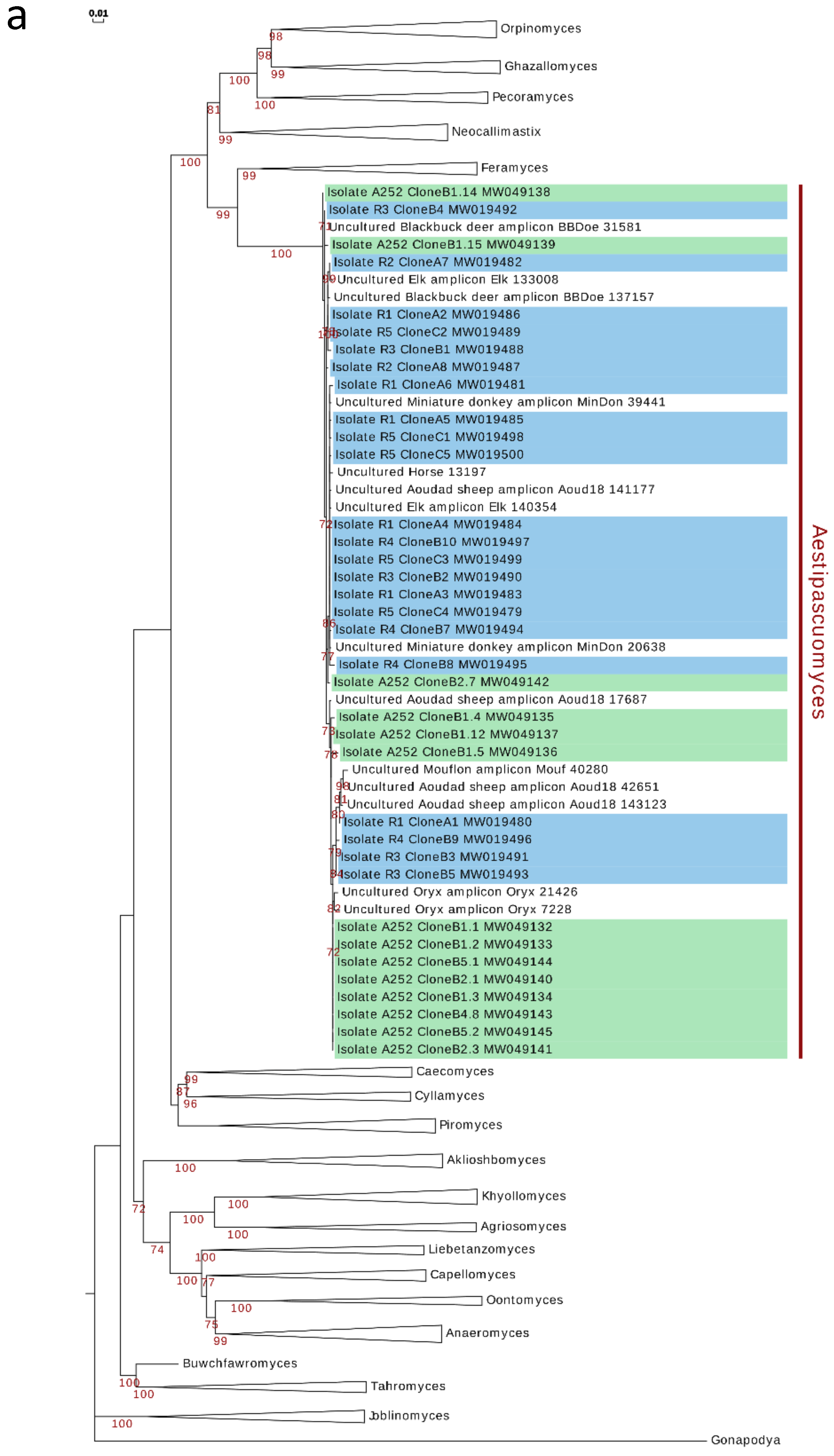 Microorganisms 08 01734 g004a