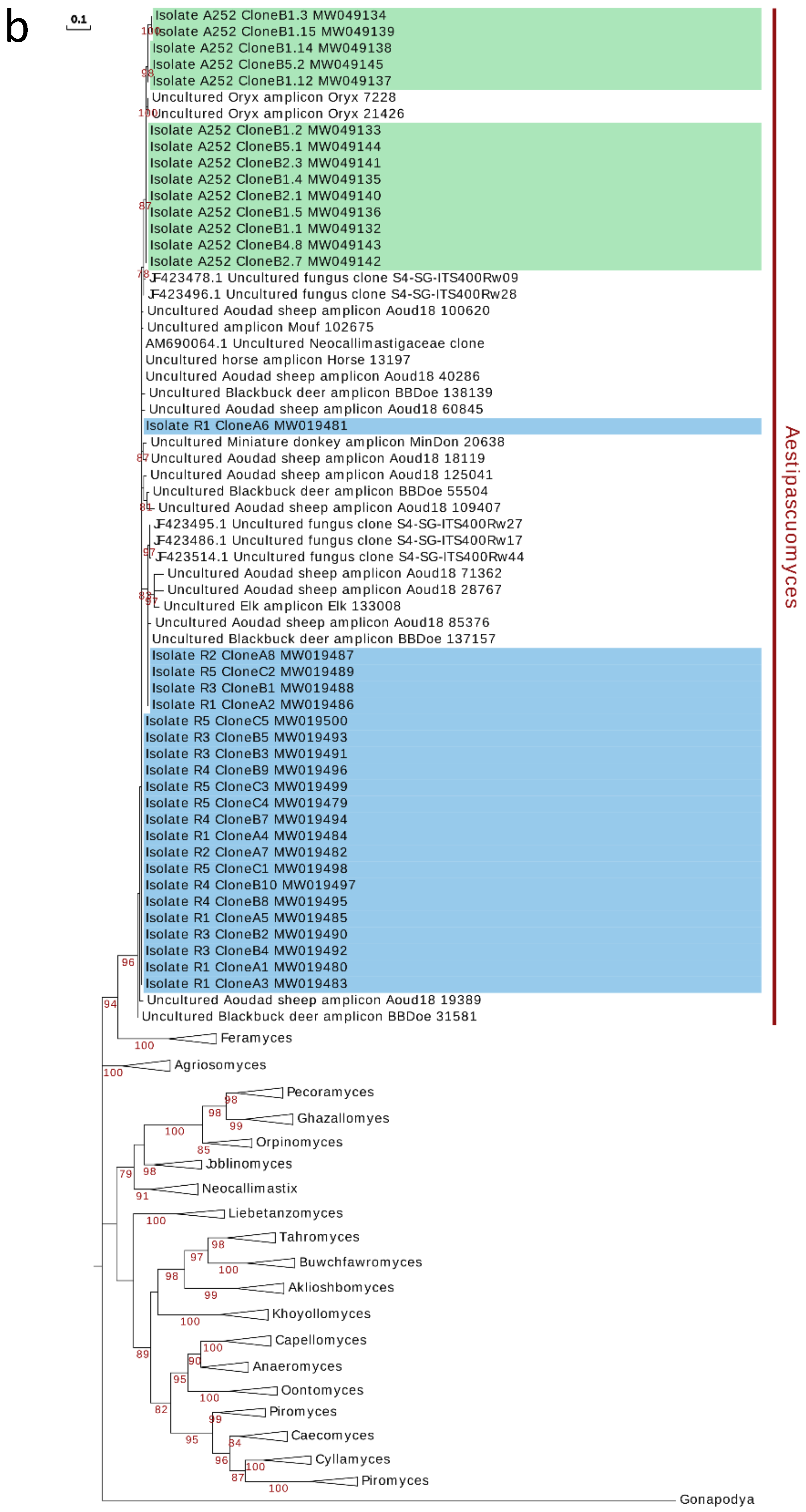 Microorganisms 08 01734 g004b