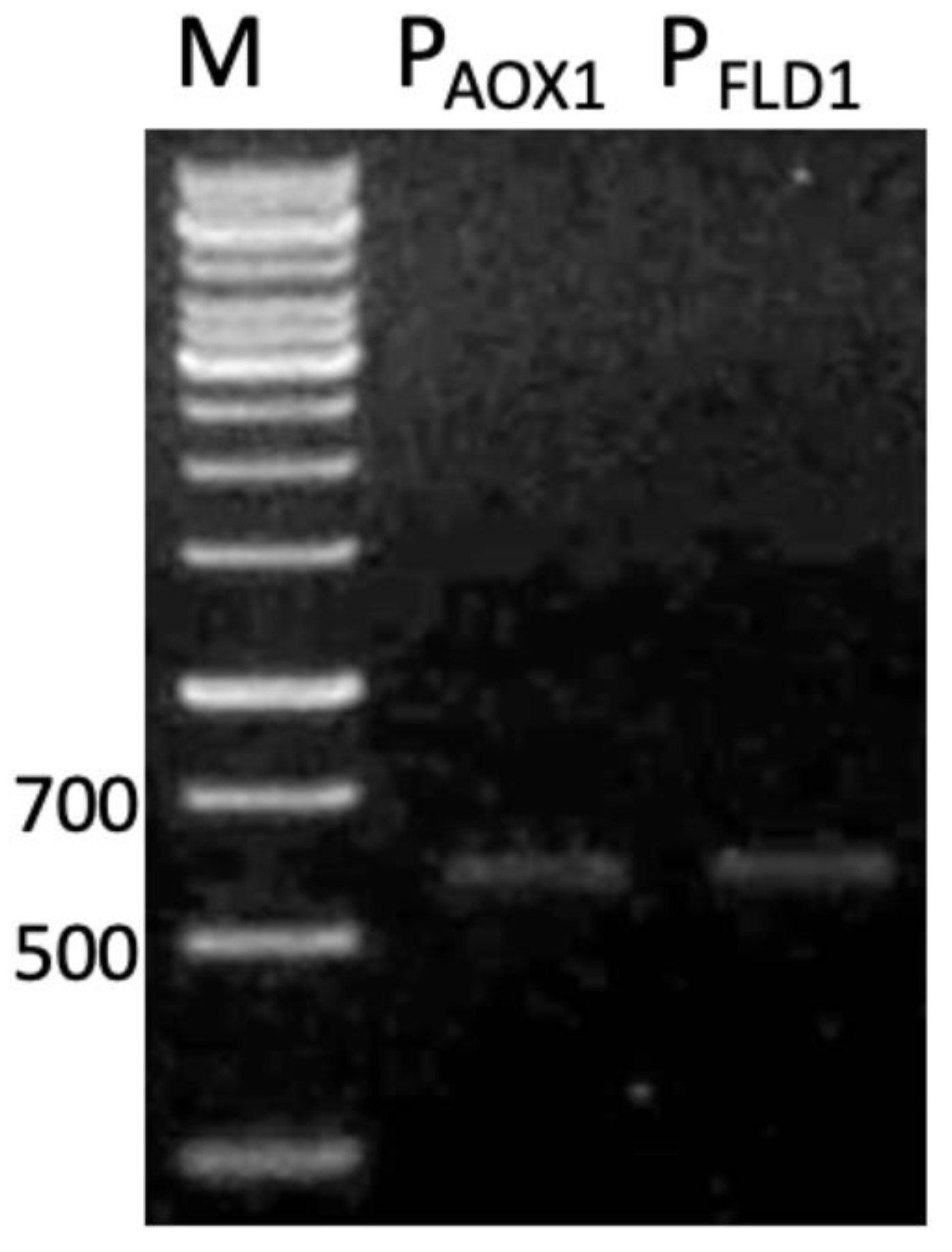 Microorganisms 08 01738 g002 Microorganisms 08 01738 g002
