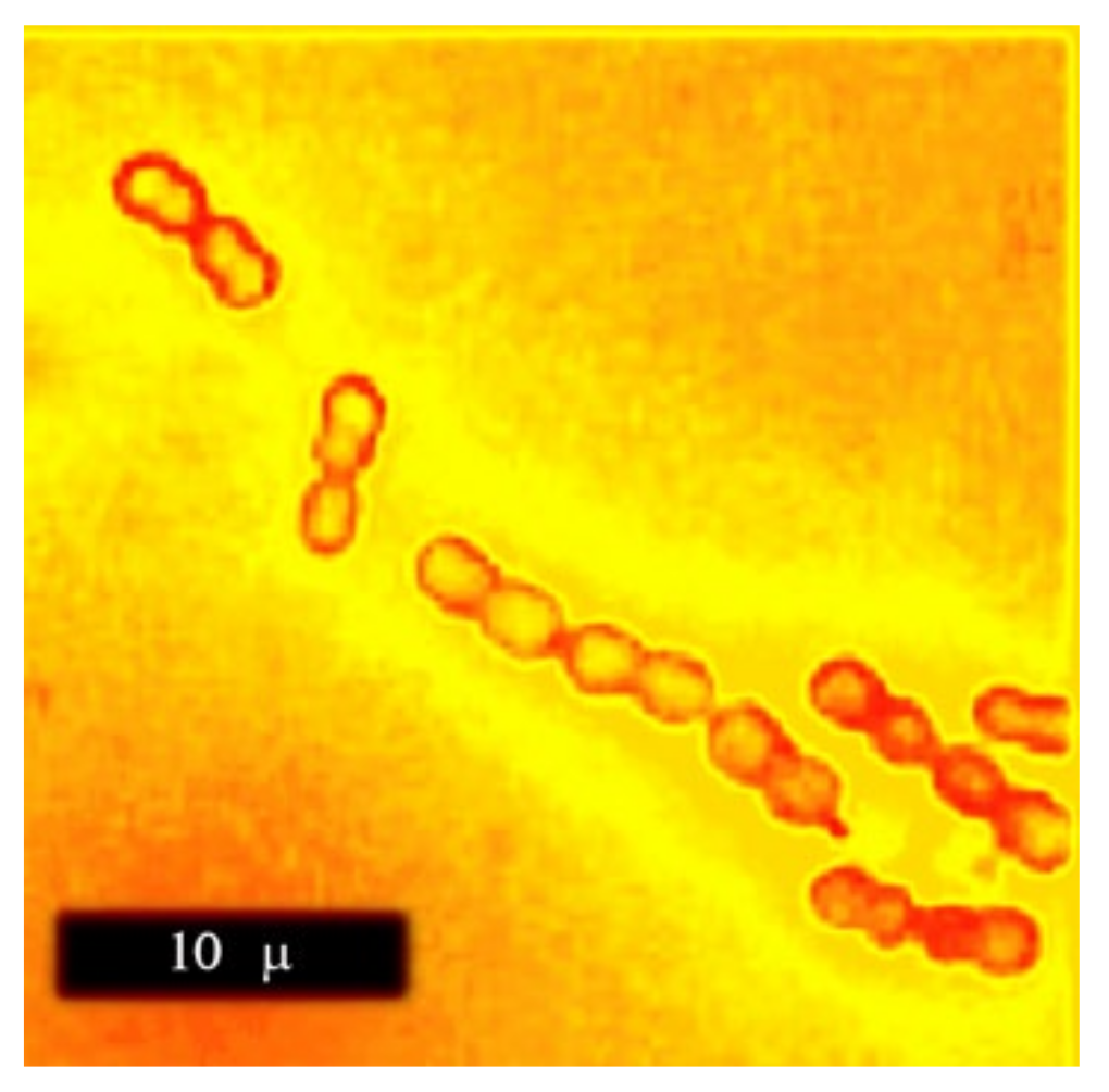 Microorganisms 08 01742 g001