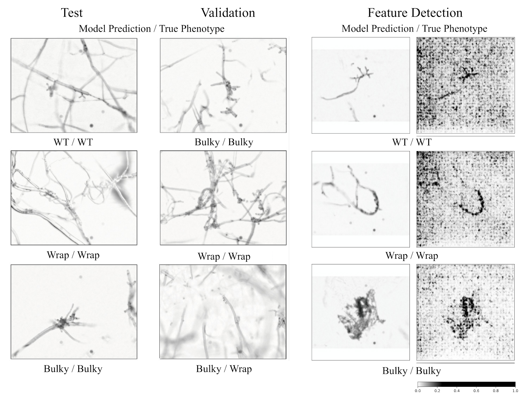 Microorganisms 08 01760 g005