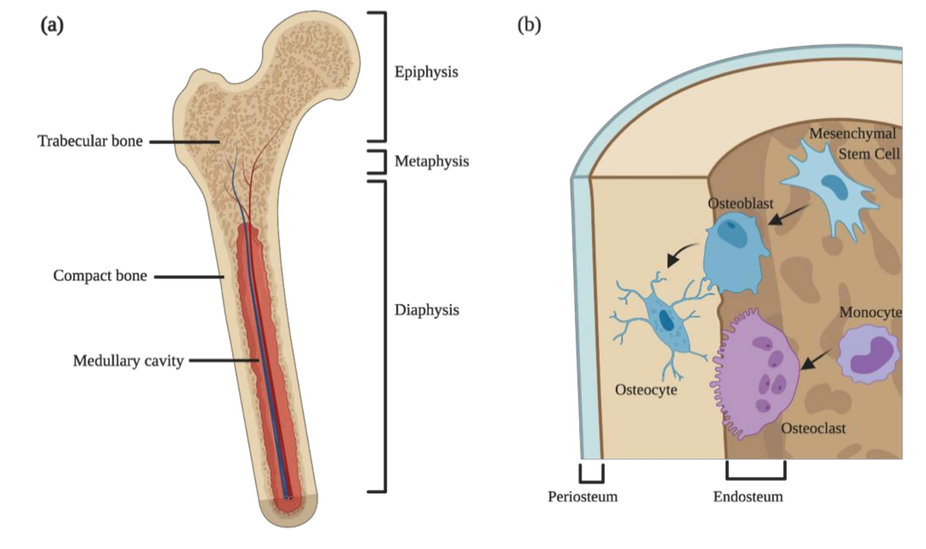 Stapes Bone, BioDigital, bone, rice