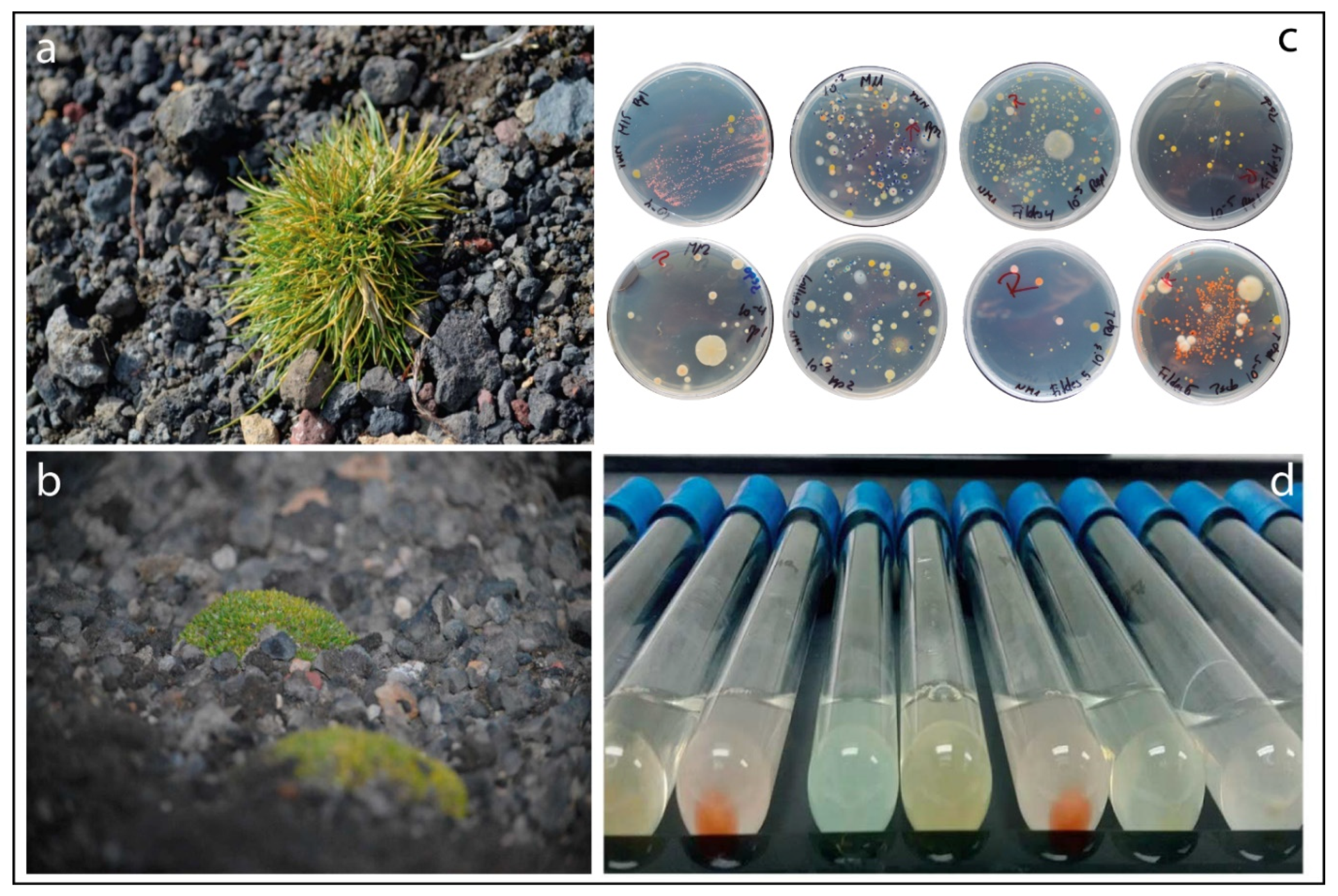 Microorganisms 08 01788 g001 Microorganisms 08 01788 g001