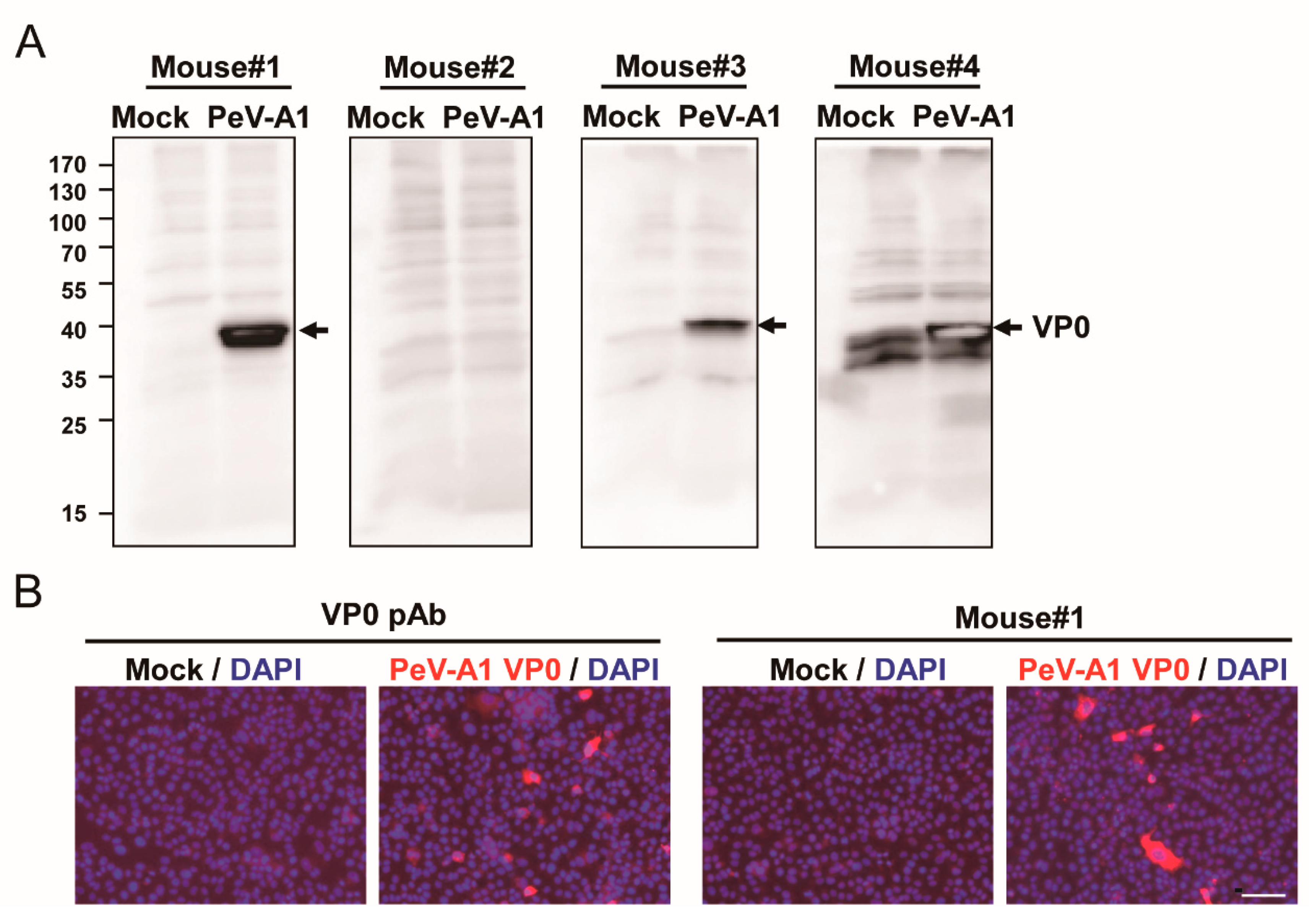 Microorganisms 08 01794 g002