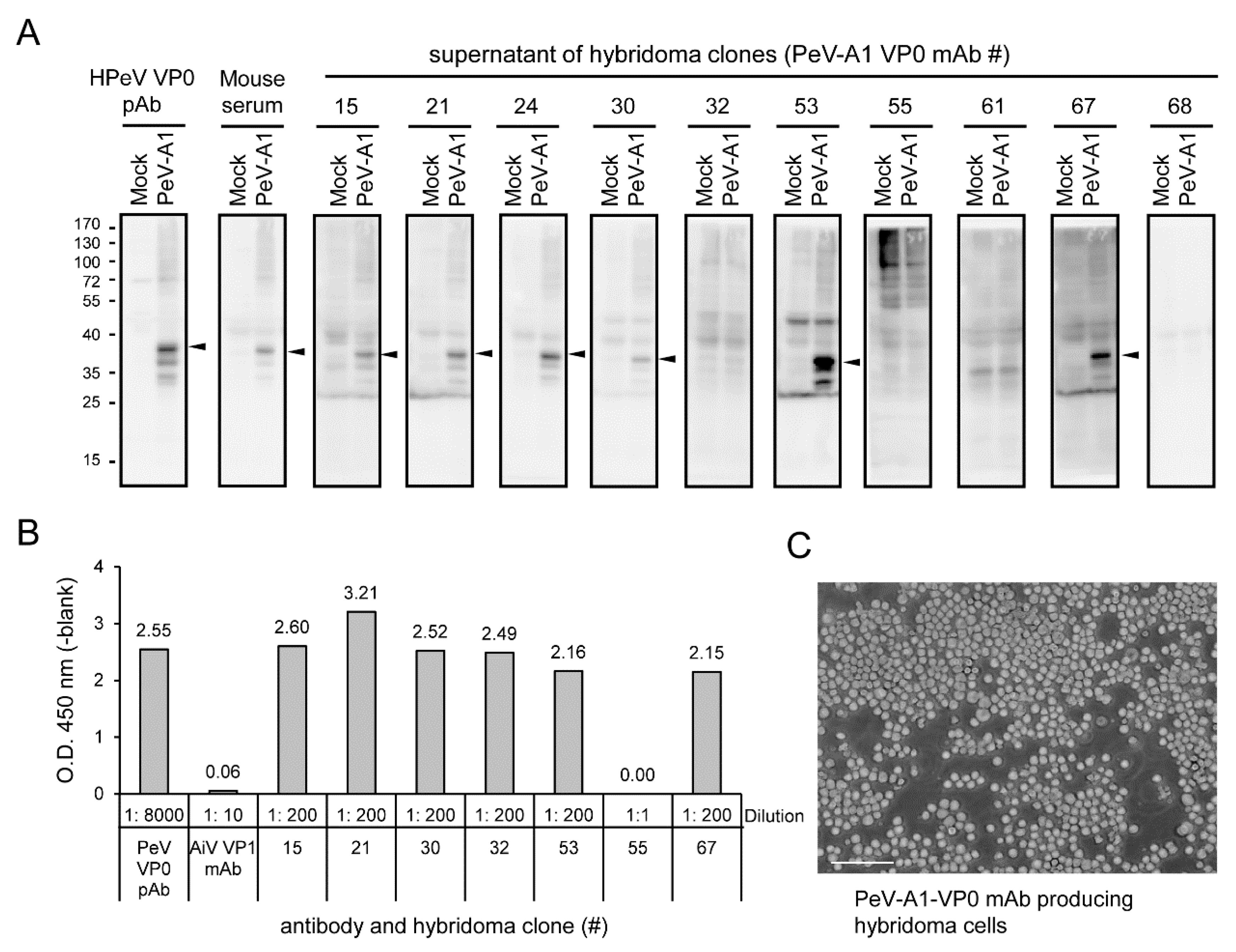 Microorganisms 08 01794 g003