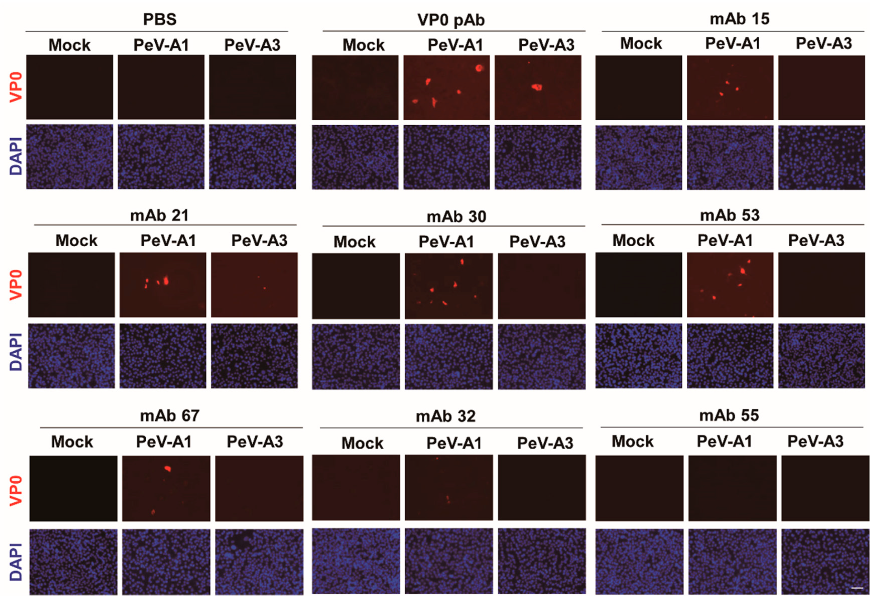 Microorganisms 08 01794 g004